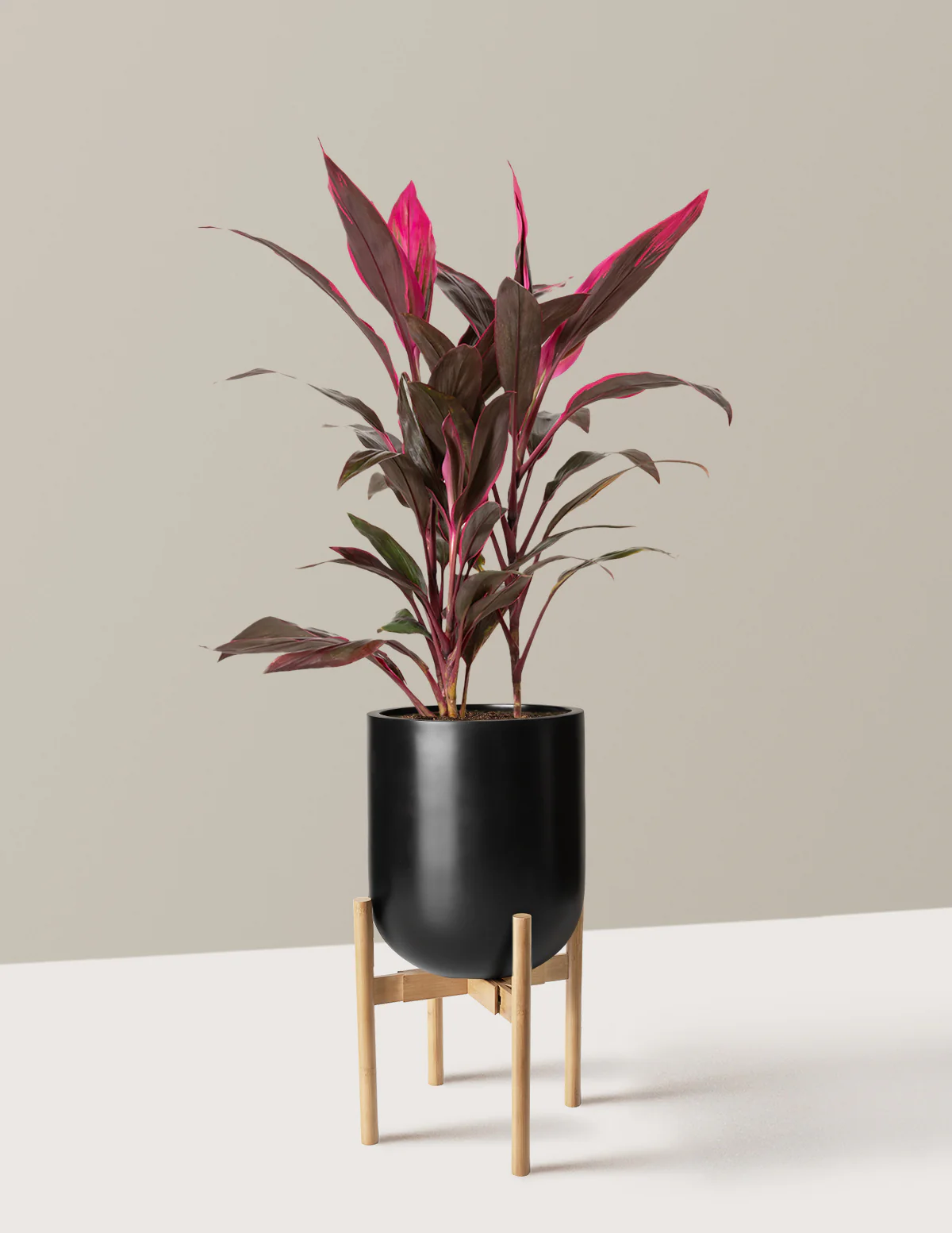Large Cordyline Red Sister - Image 2