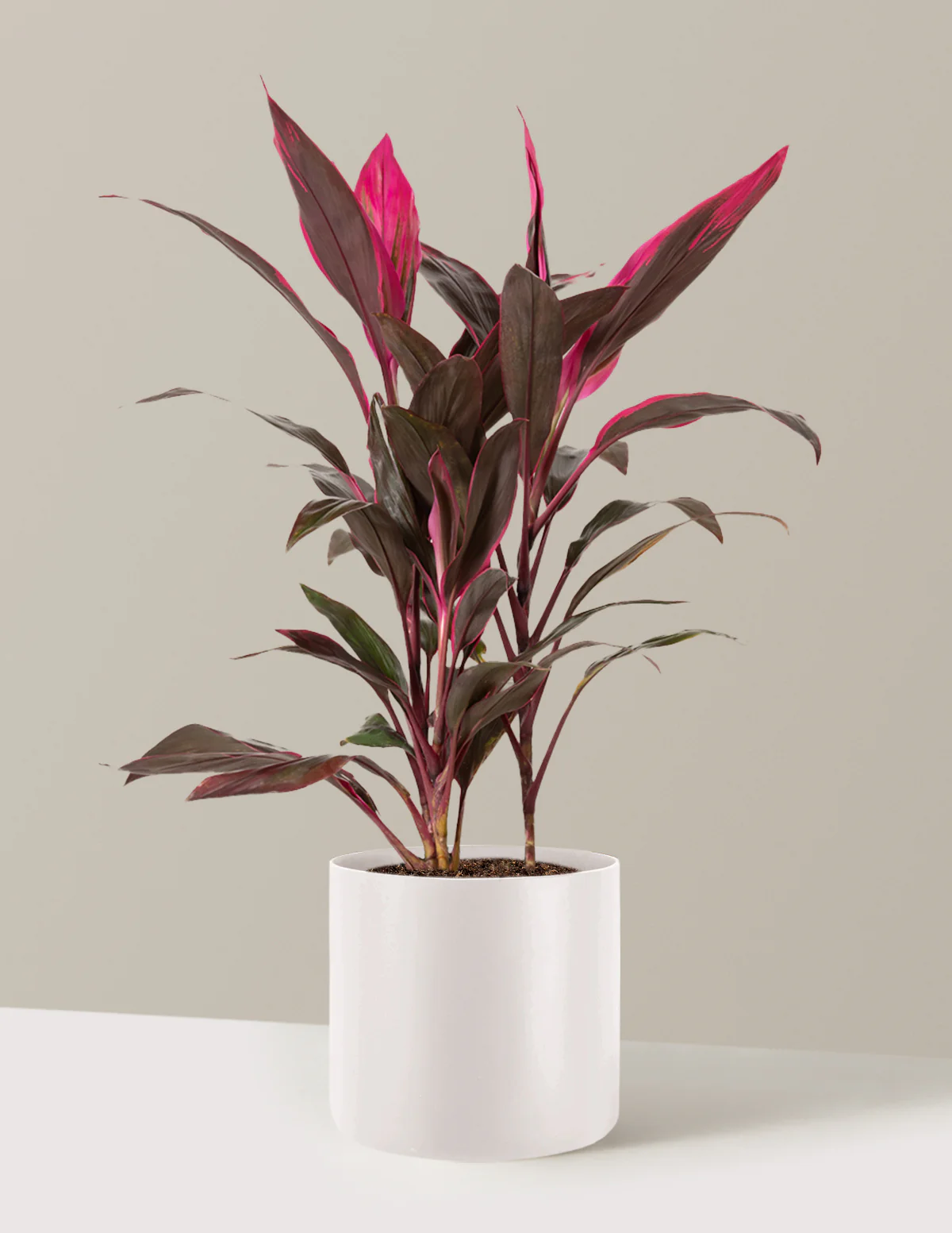 Large Cordyline Red Sister - Image 20