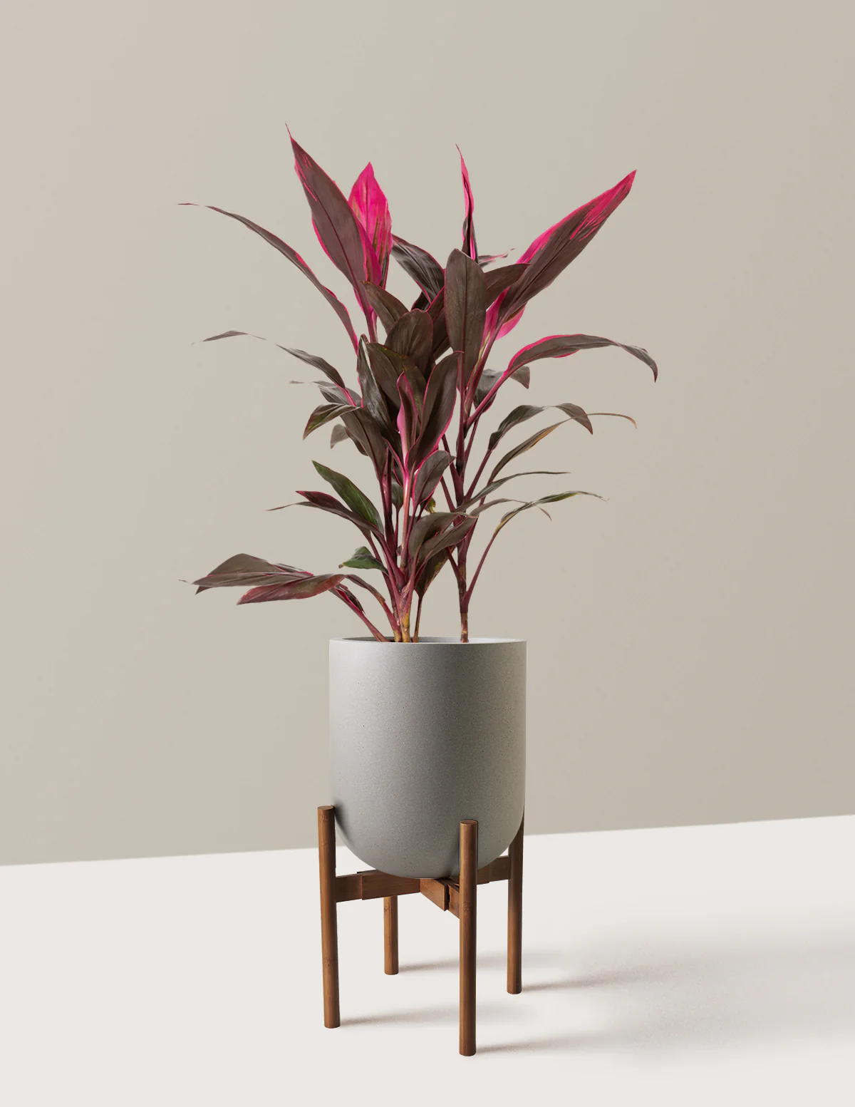 Large Cordyline Red Sister - Image 21