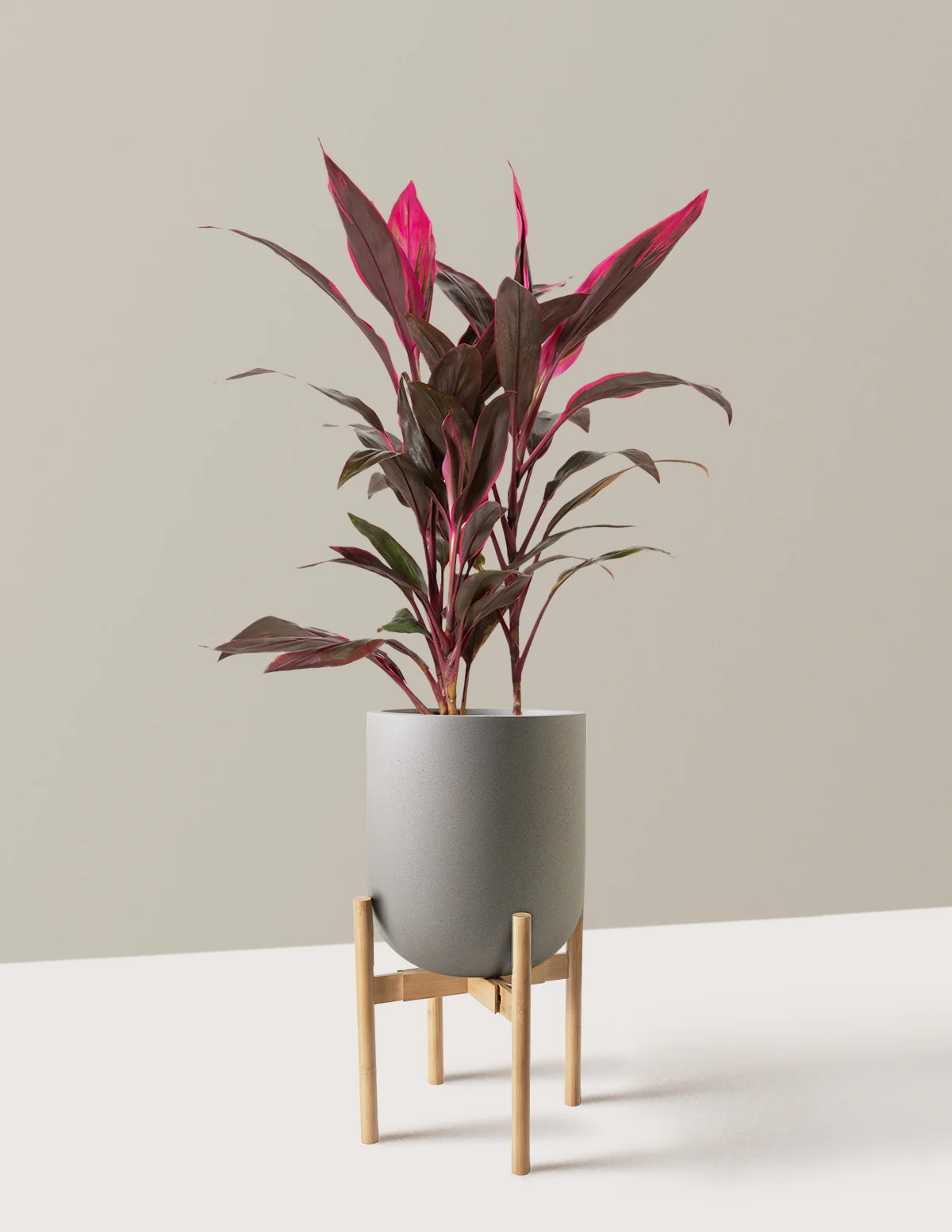 Large Cordyline Red Sister - Image 22