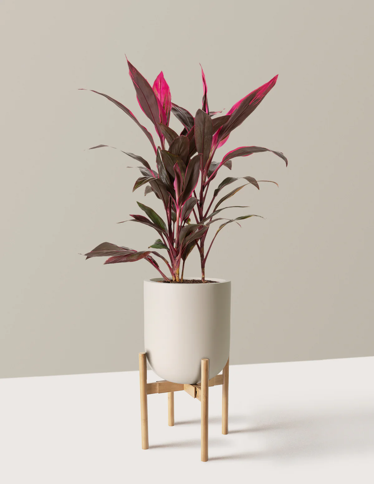Large Cordyline Red Sister - Image 23