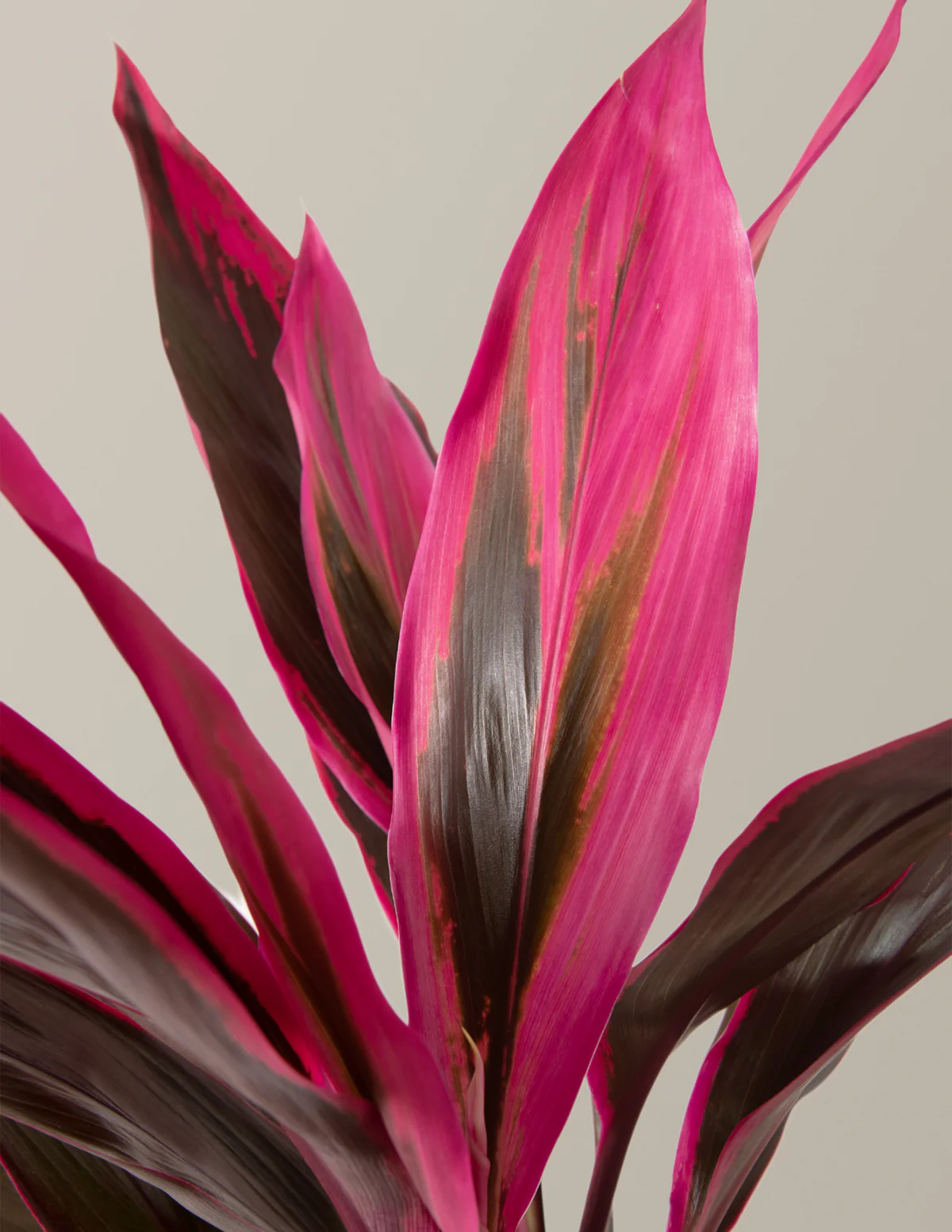 Large Cordyline Red Sister - Image 3