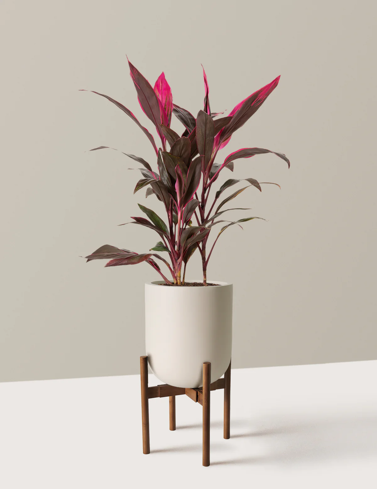 Large Cordyline Red Sister - Image 4