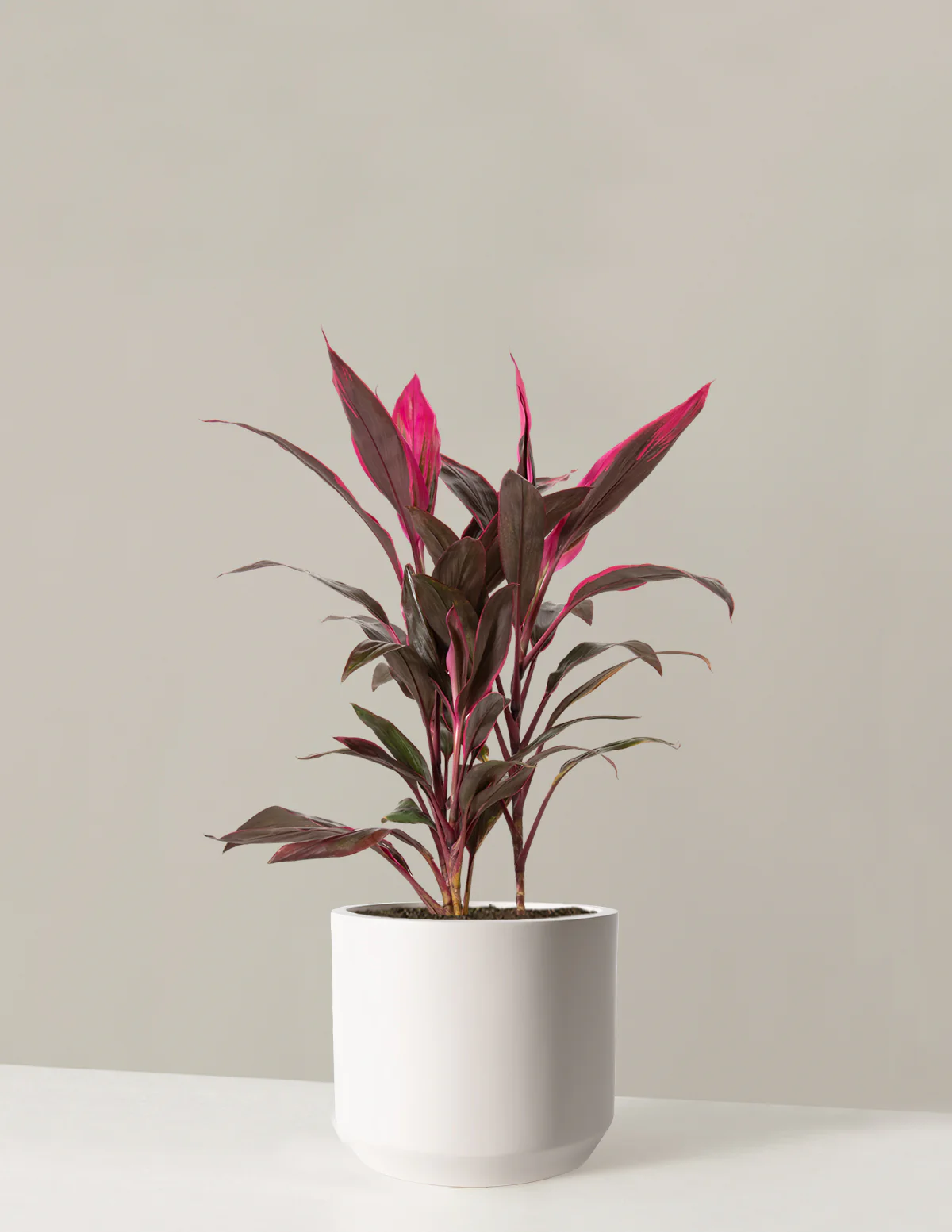 Large Cordyline Red Sister - Image 5