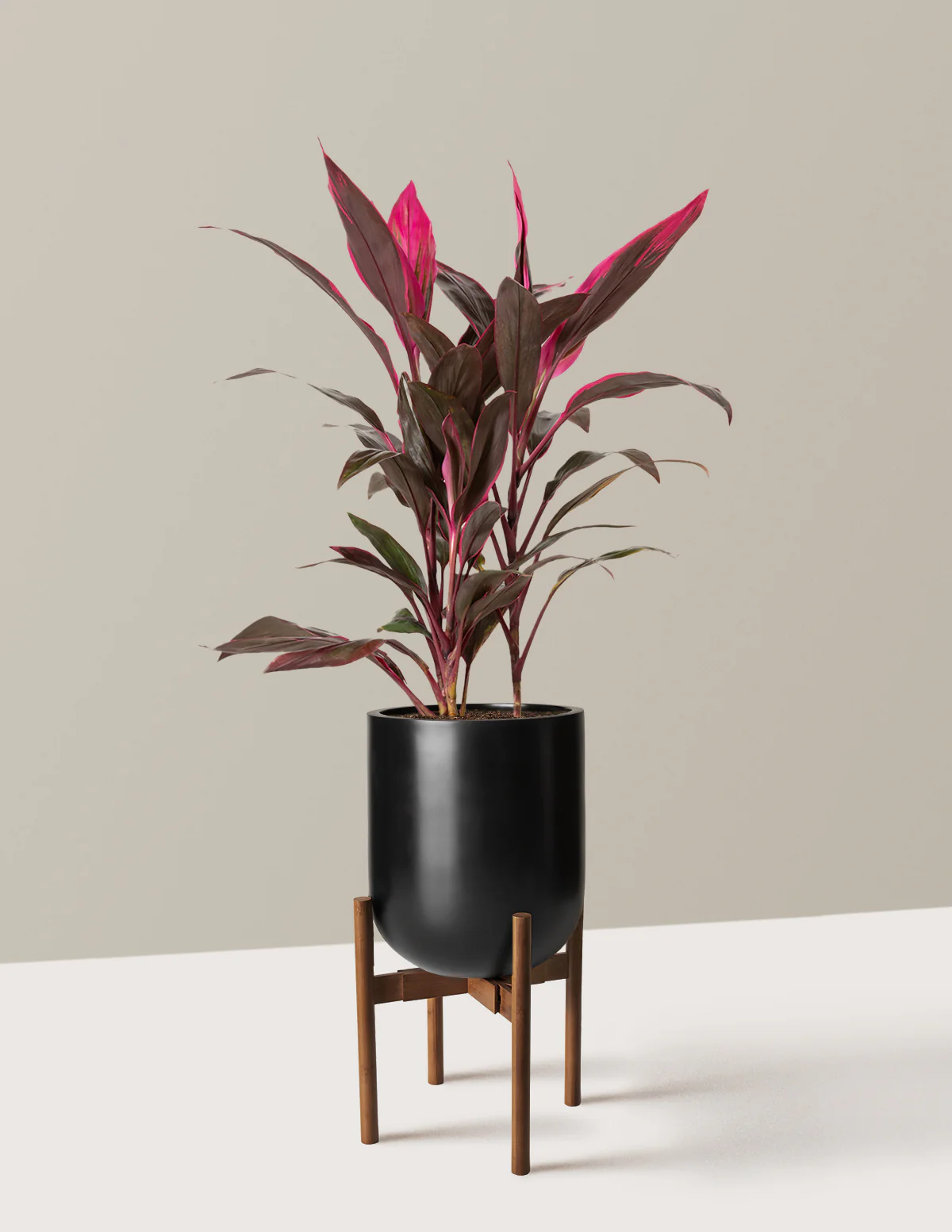 Large Cordyline Red Sister - Image 6