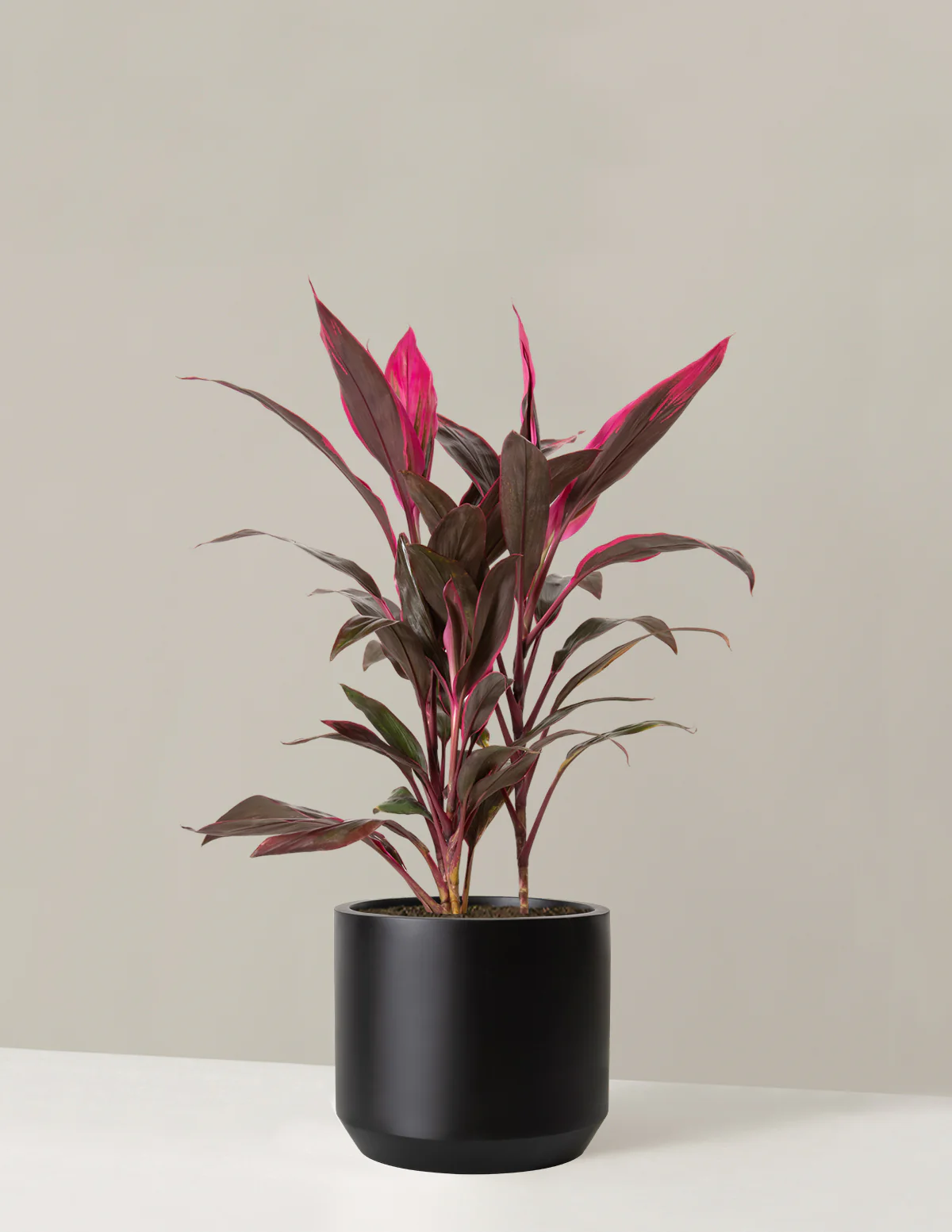 Large Cordyline Red Sister - Image 7
