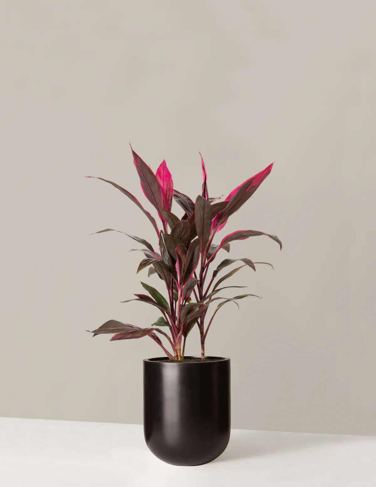 Large Cordyline Red Sister - Image 8