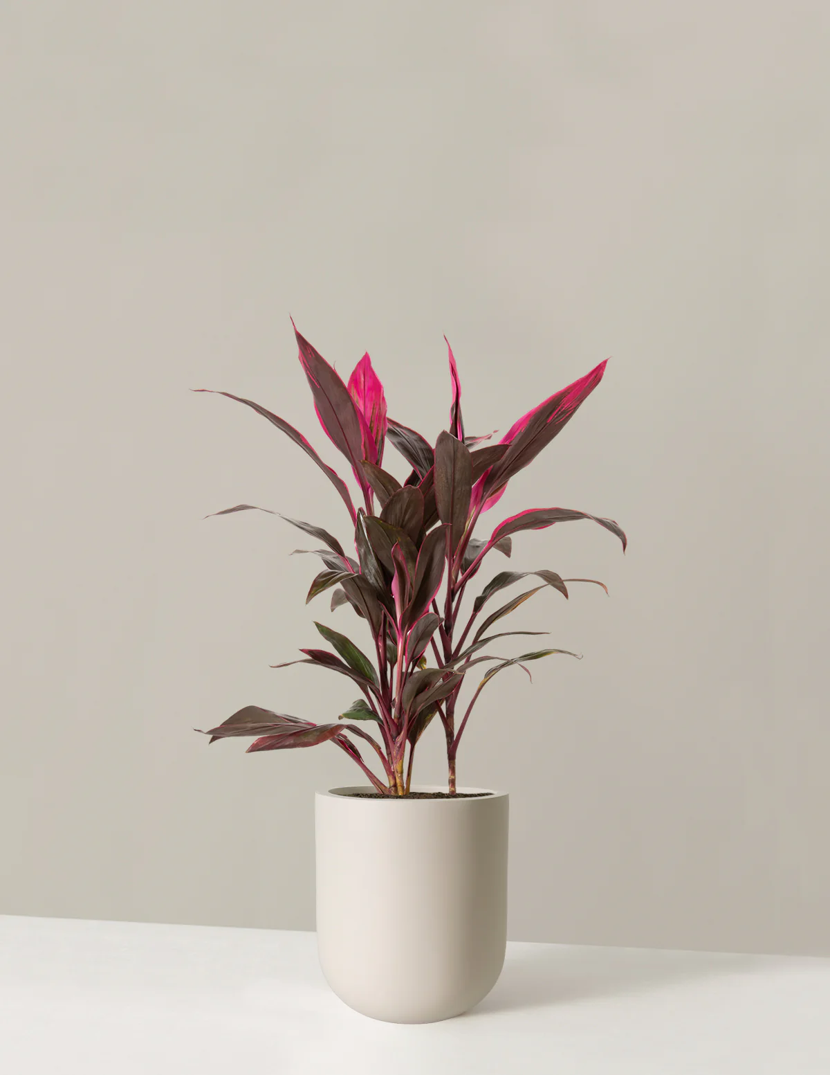 Large Cordyline Red Sister - Image 9