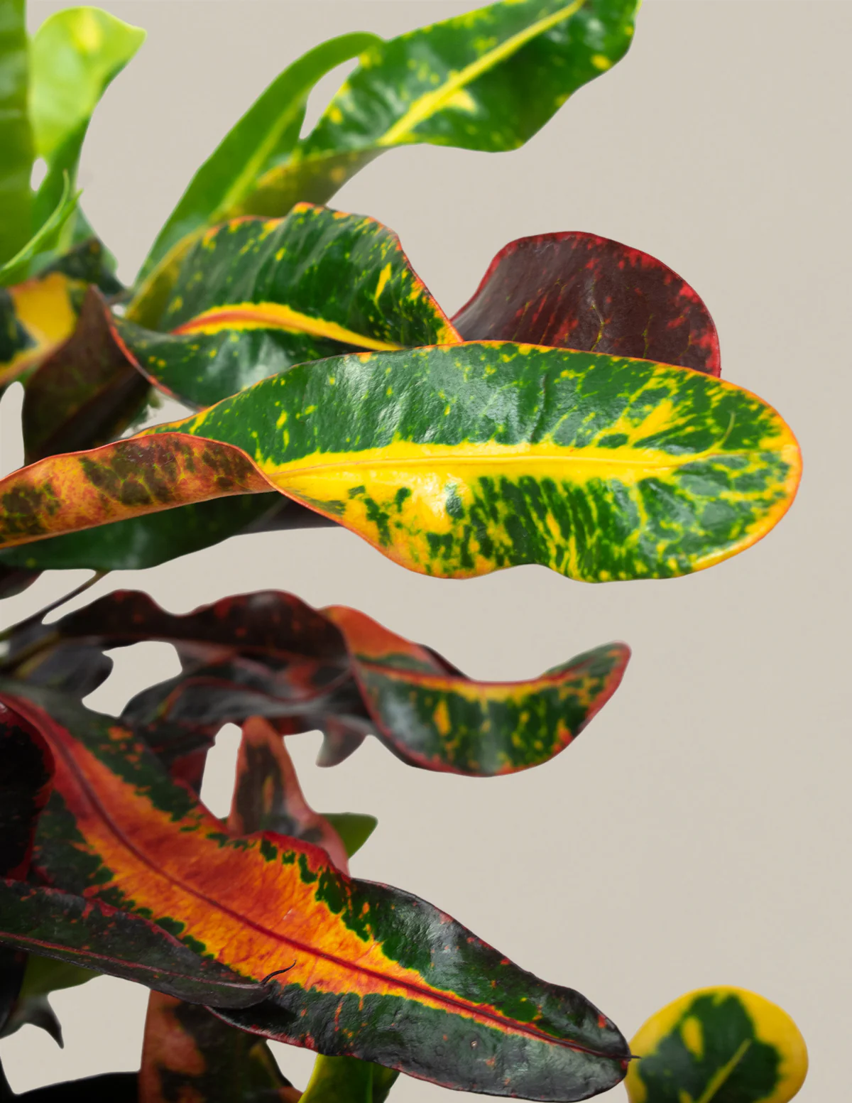 Large Corkscrew Croton - Image 2