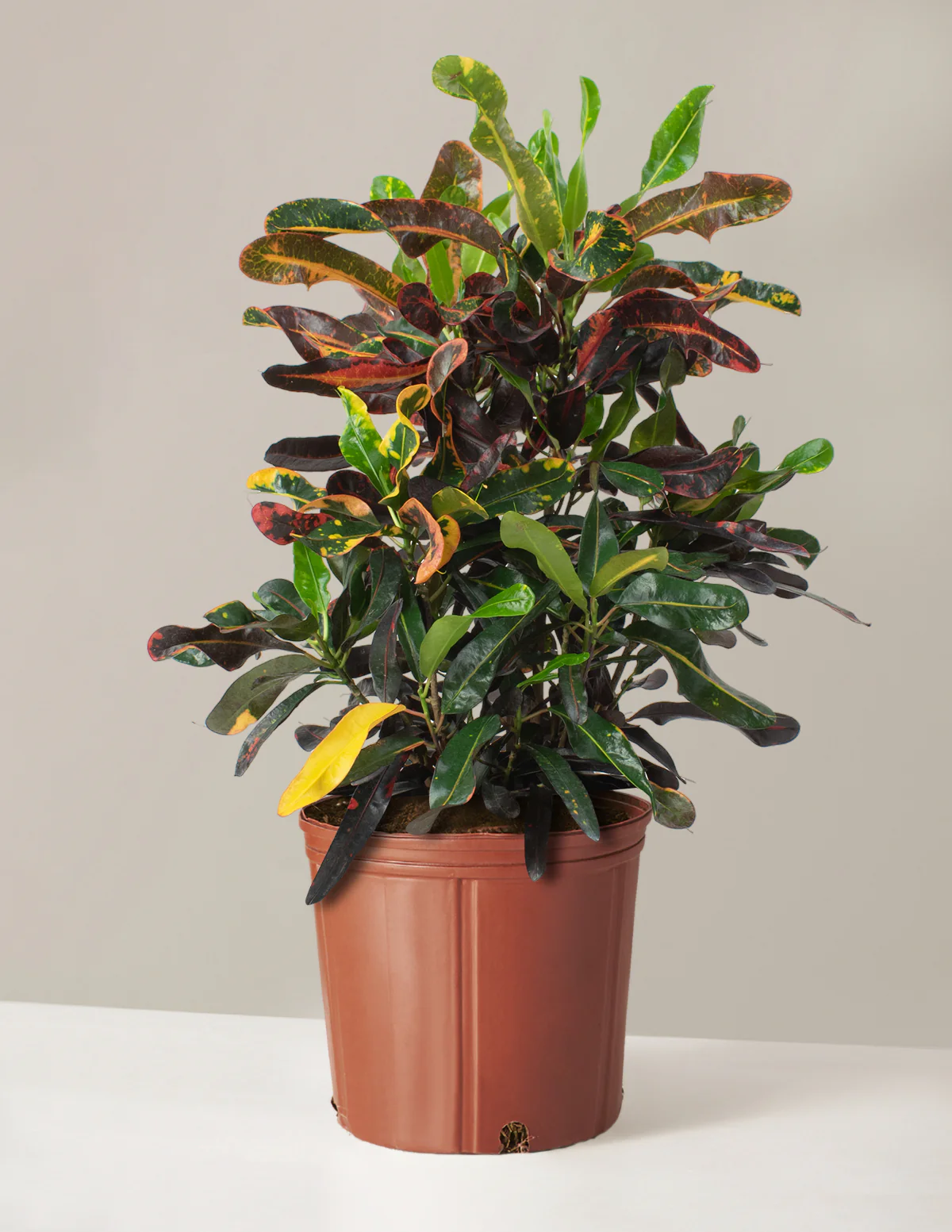 Large Corkscrew Croton - Image 3
