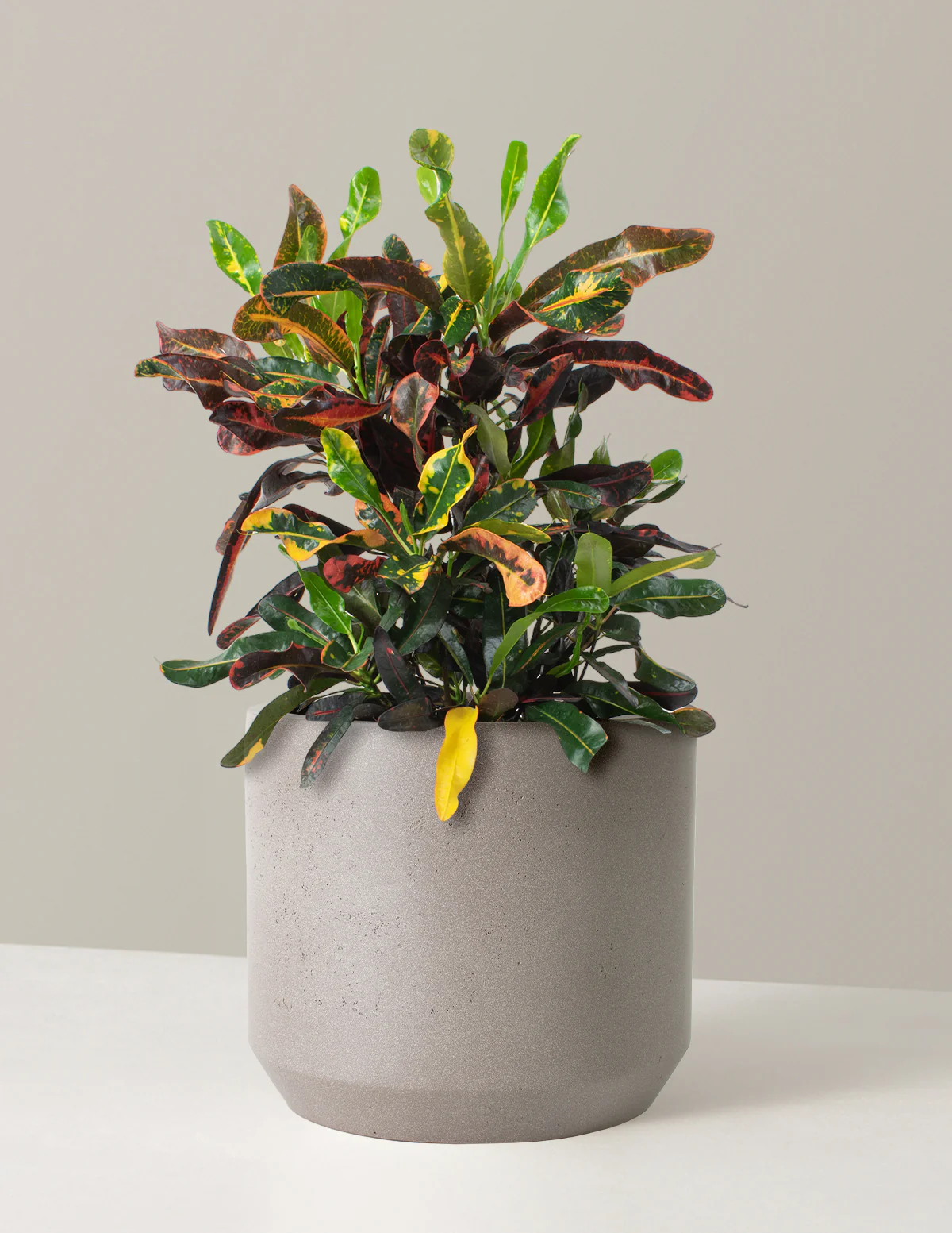 Large Corkscrew Croton - Image 4