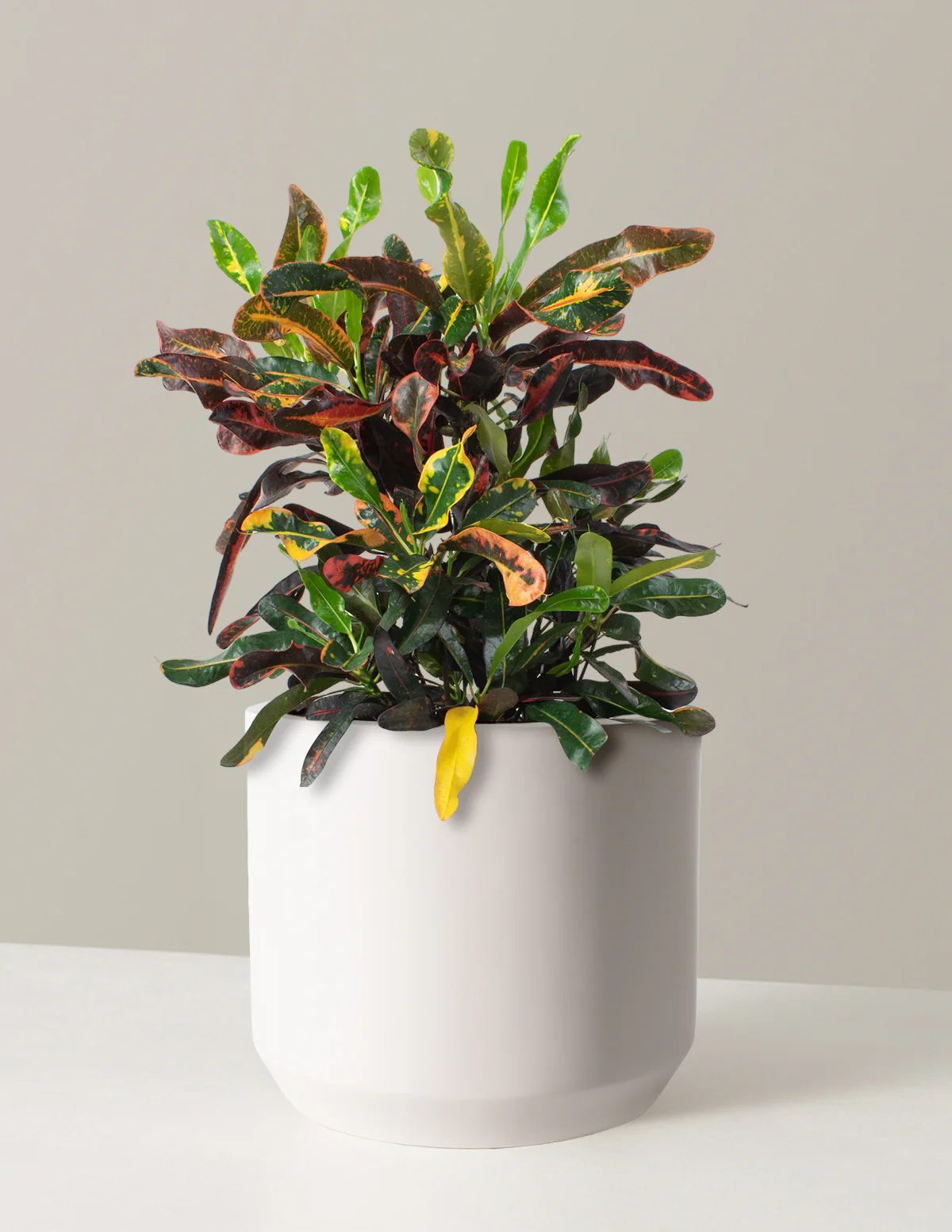 Large Corkscrew Croton - Image 5