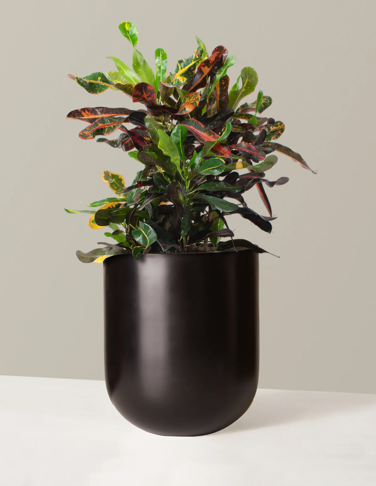Large Corkscrew Croton - Image 6