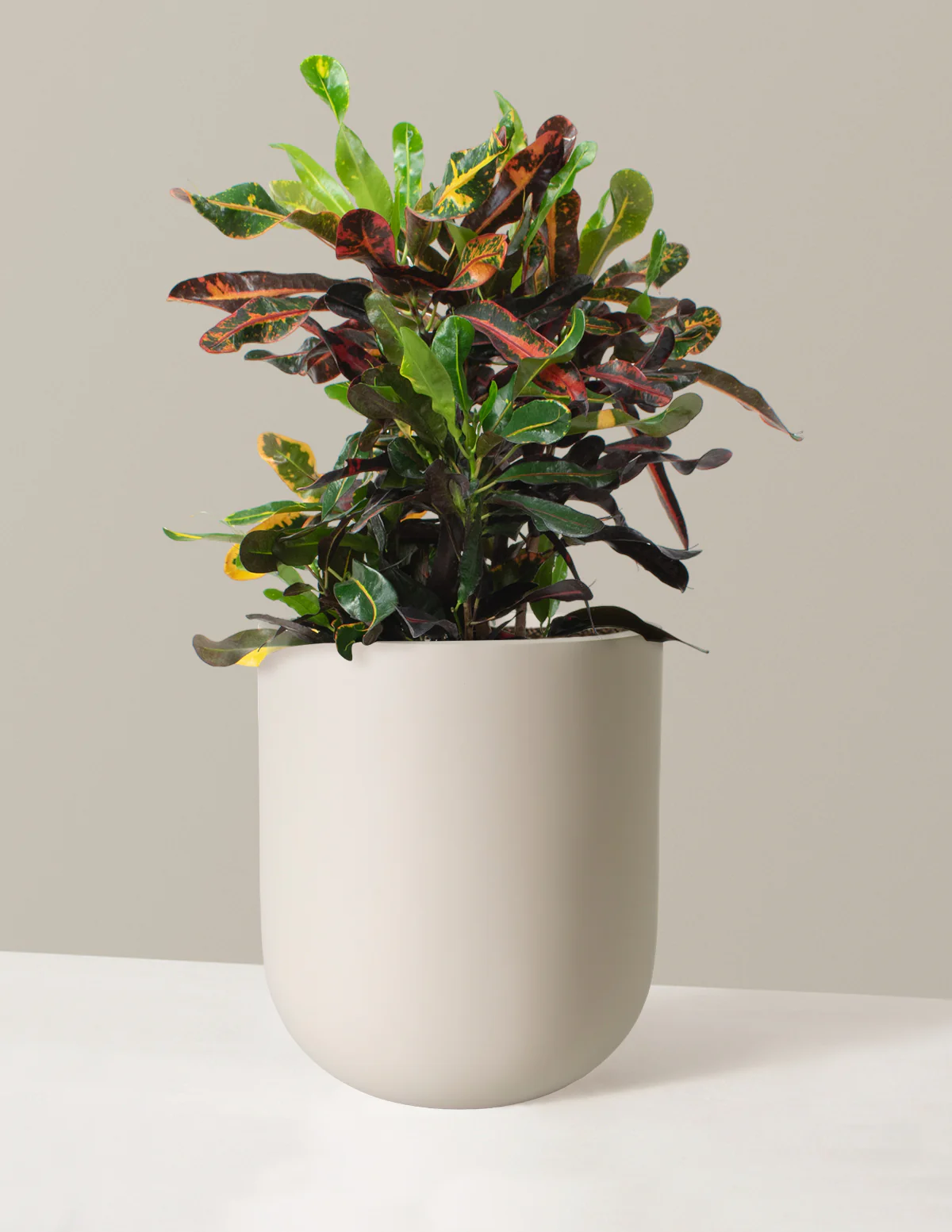 Large Corkscrew Croton - Image 7