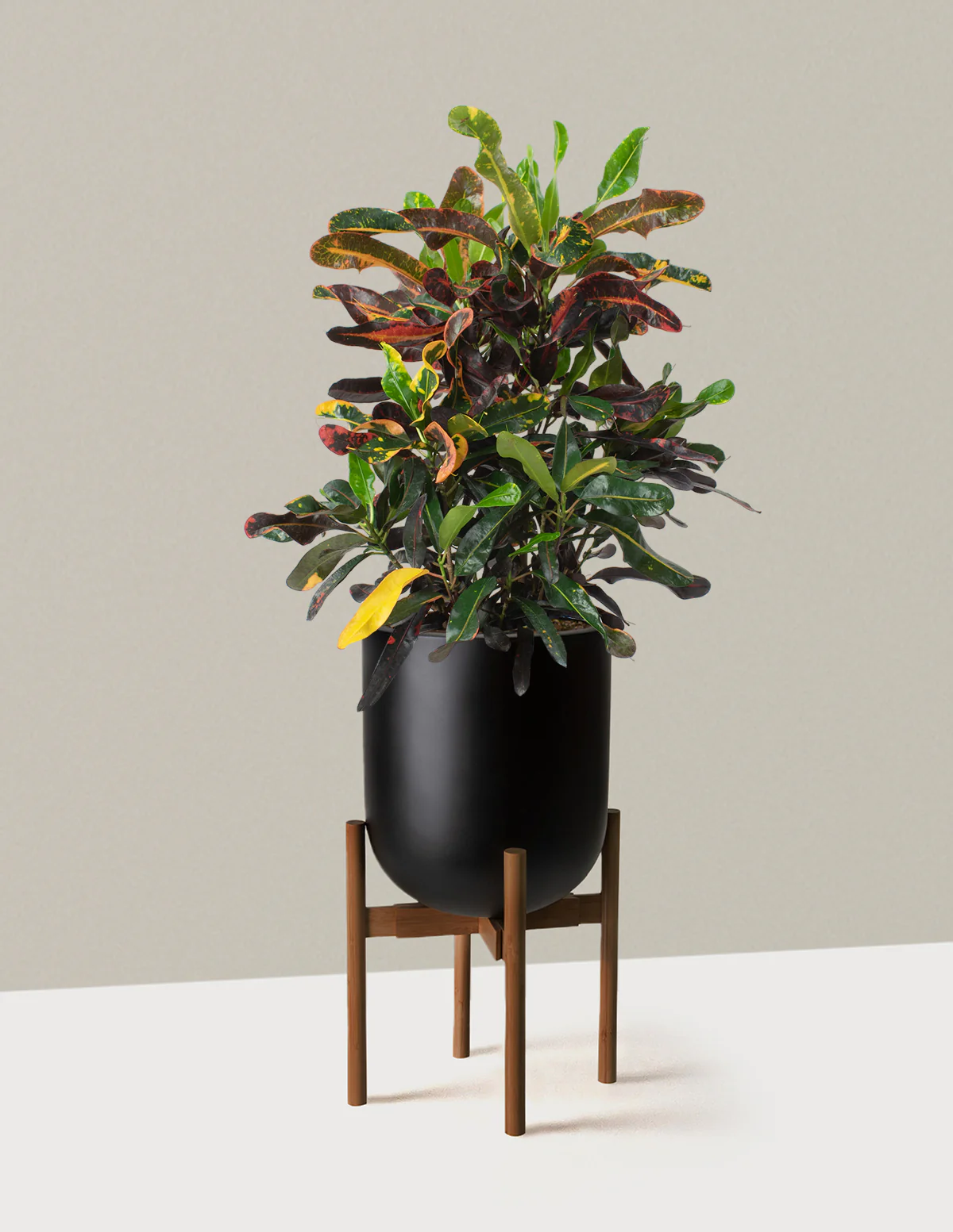Large Corkscrew Croton - Image 8