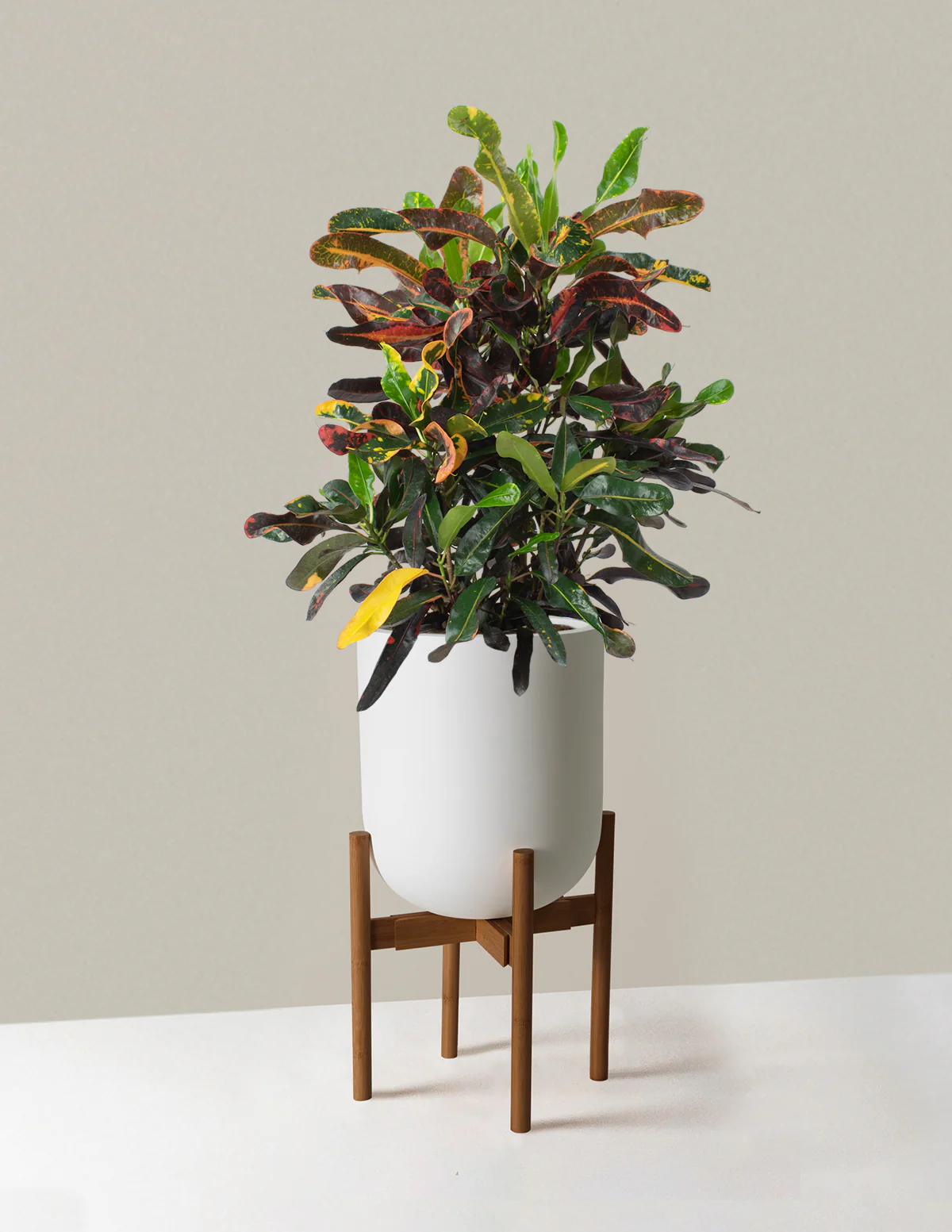 Large Corkscrew Croton - Image 9