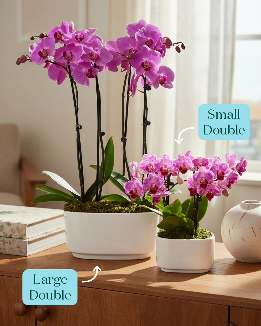 Large Double Orchid - Image 6