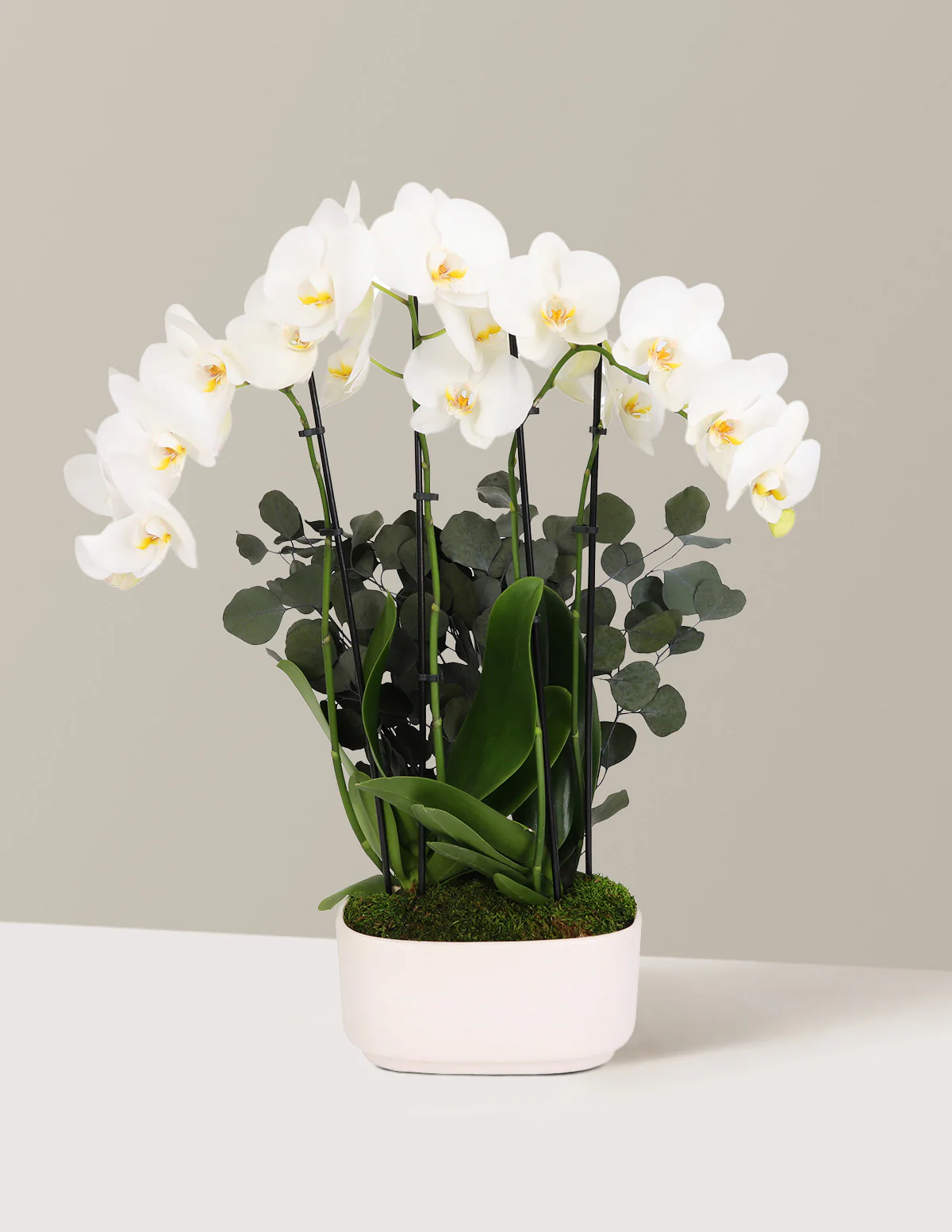 Large Double Orchid - Image 12
