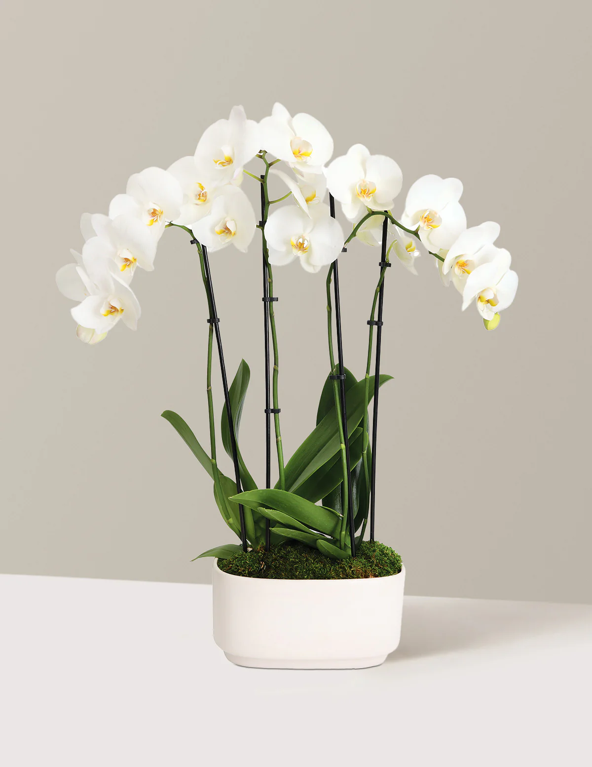 Large Double Orchid - Image 13