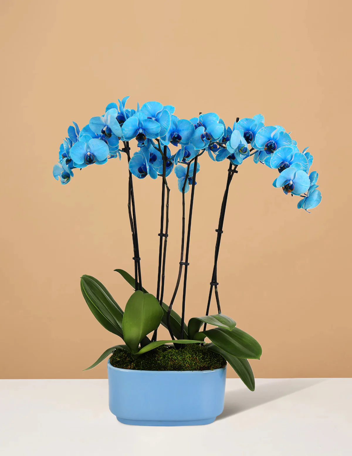 Large Double Orchid - Image 14