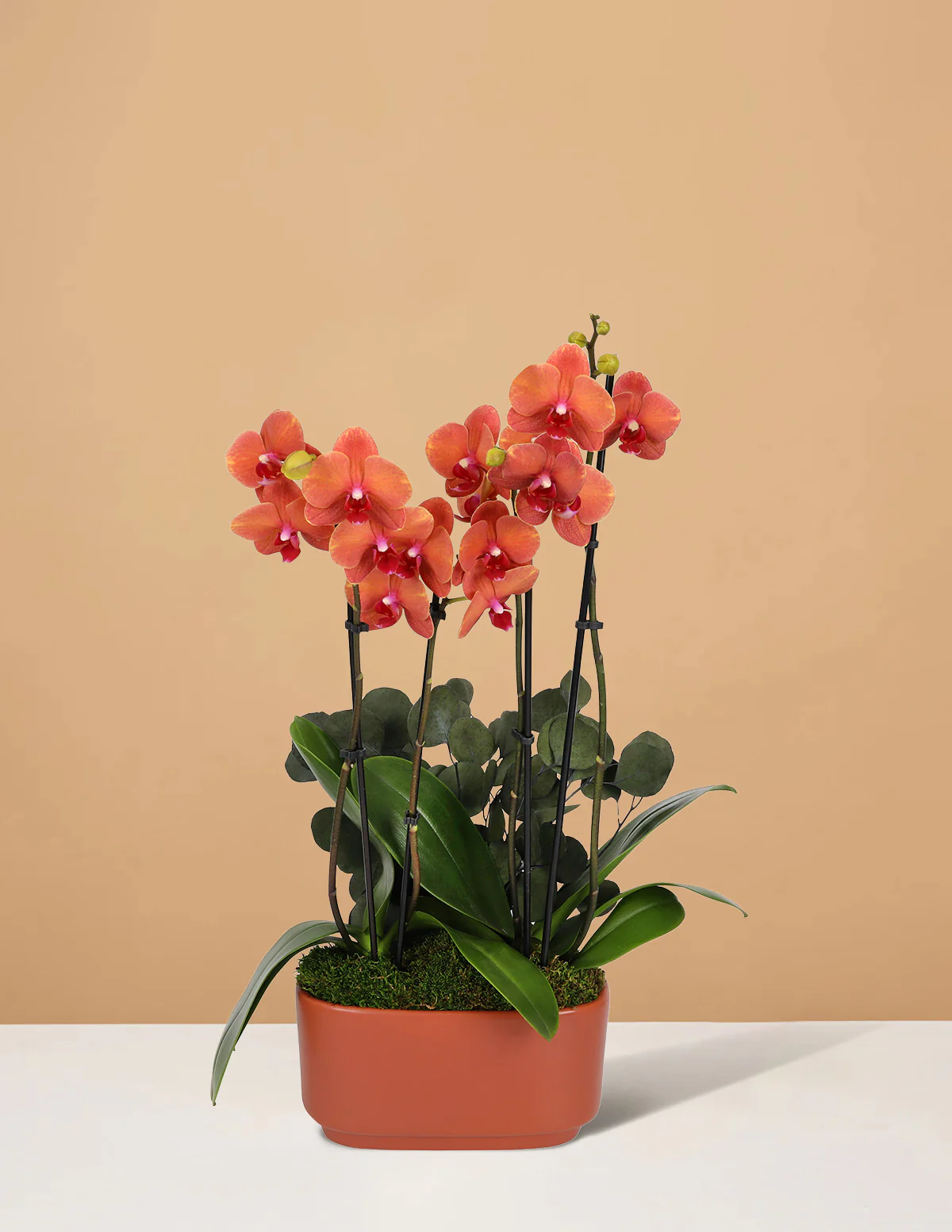 Large Double Orchid - Image 15