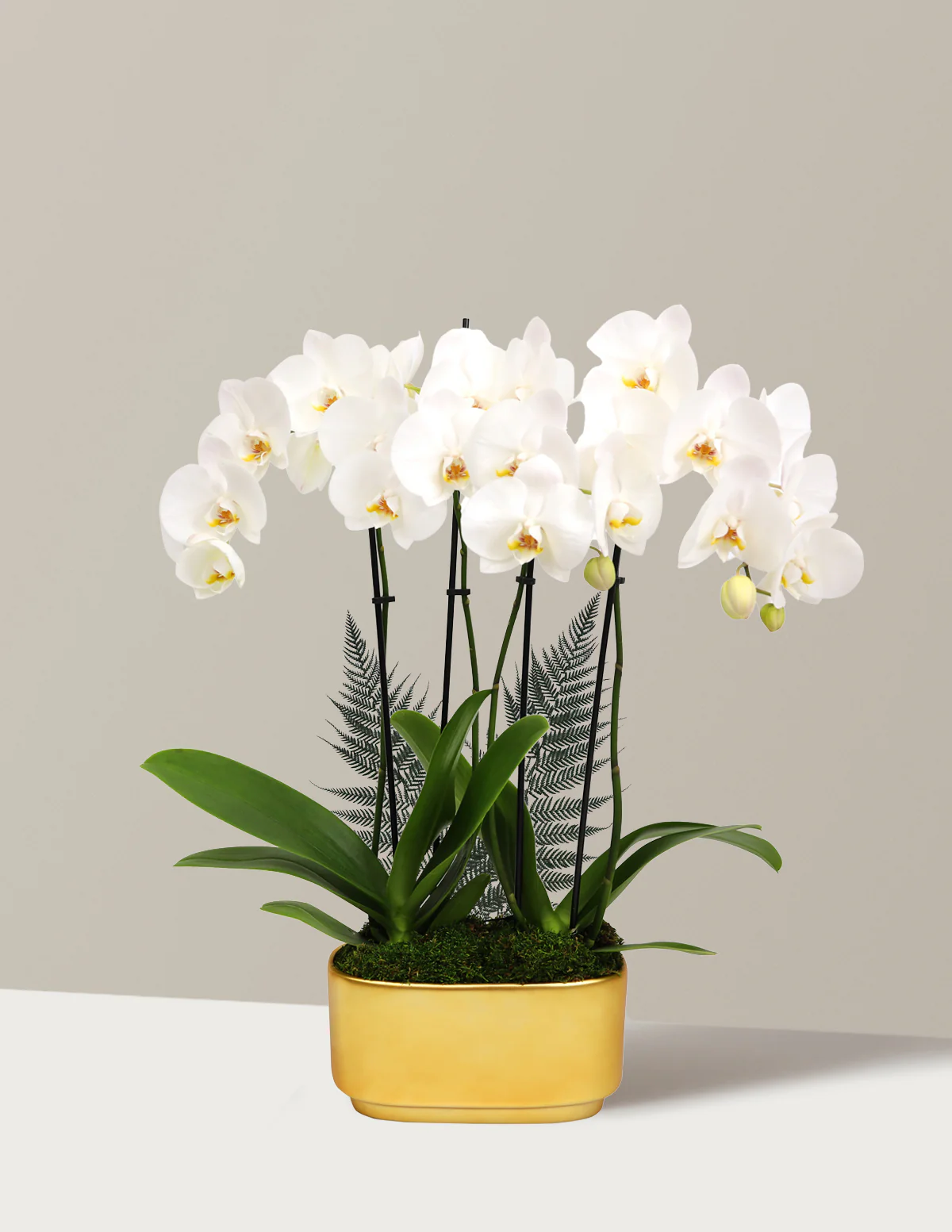 Large Double Orchid - Image 18