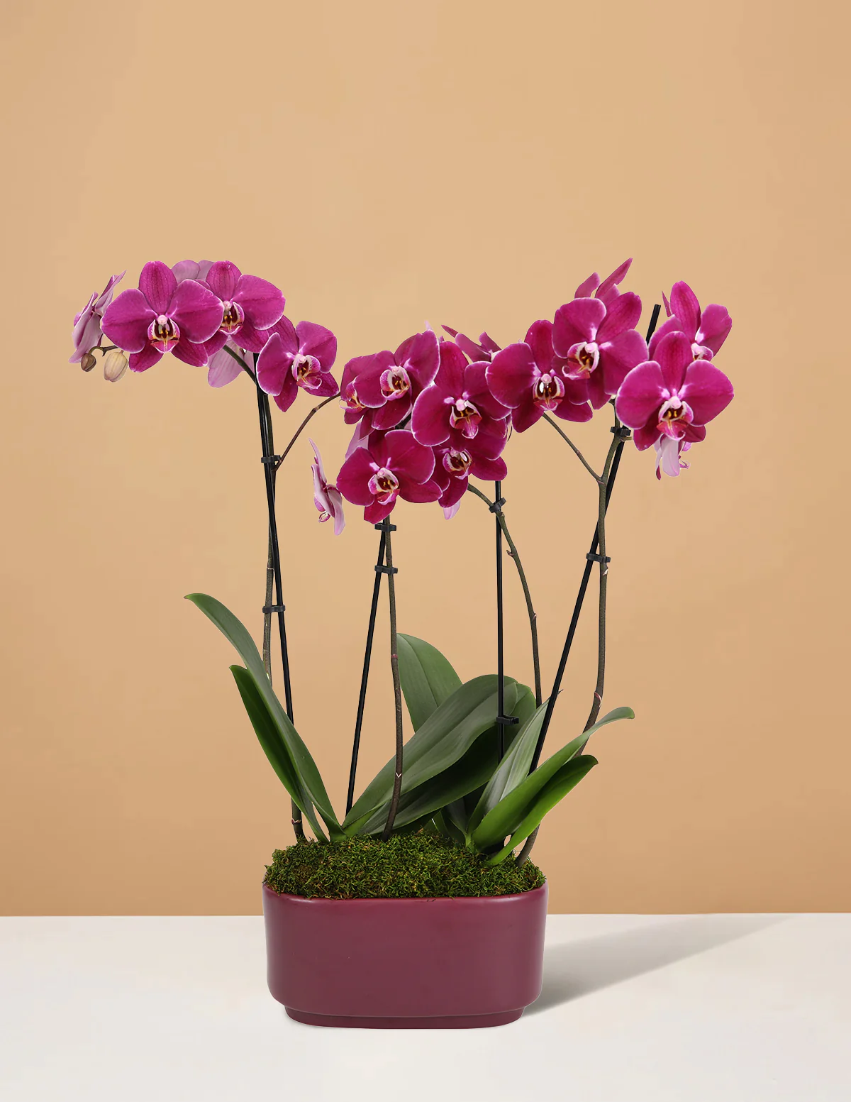 Large Double Orchid - Image 19