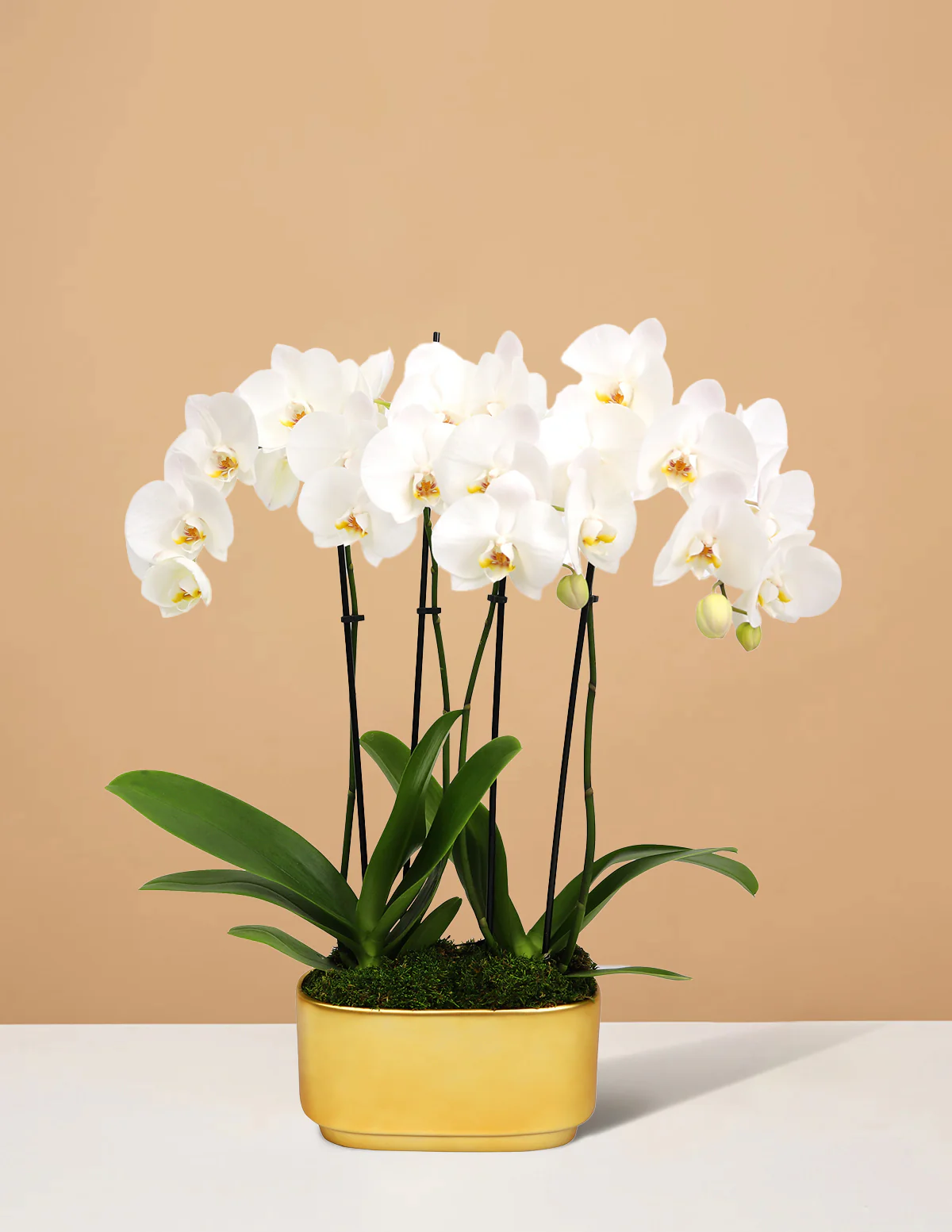 Large Double Orchid - Image 20