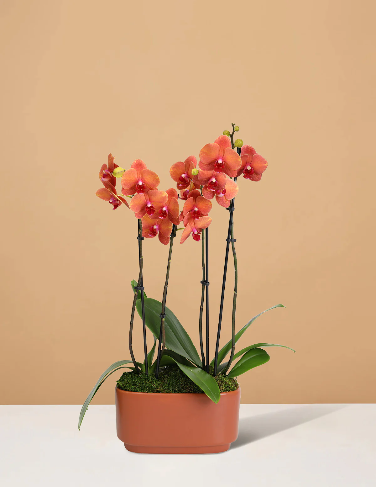 Large Double Orchid - Image 21