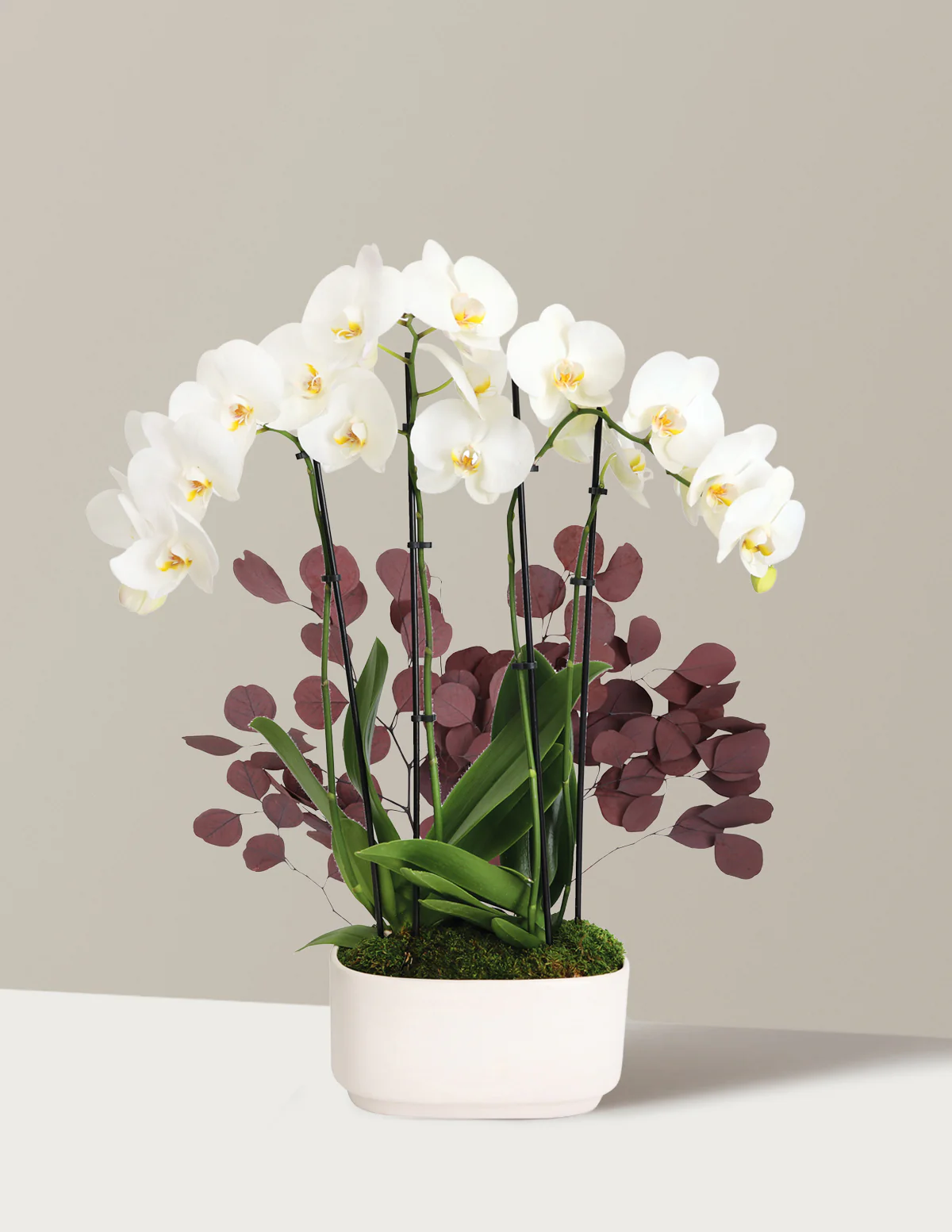 Large Double Orchid - Image 22
