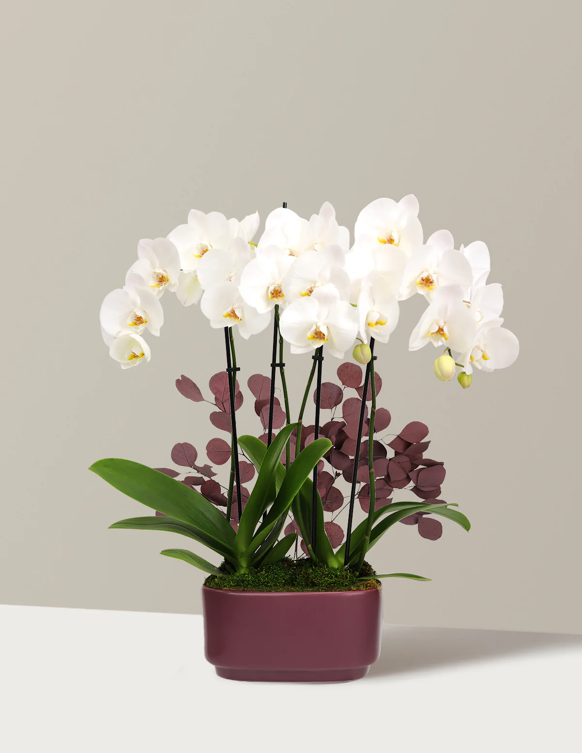 Large Double Orchid - Image 23