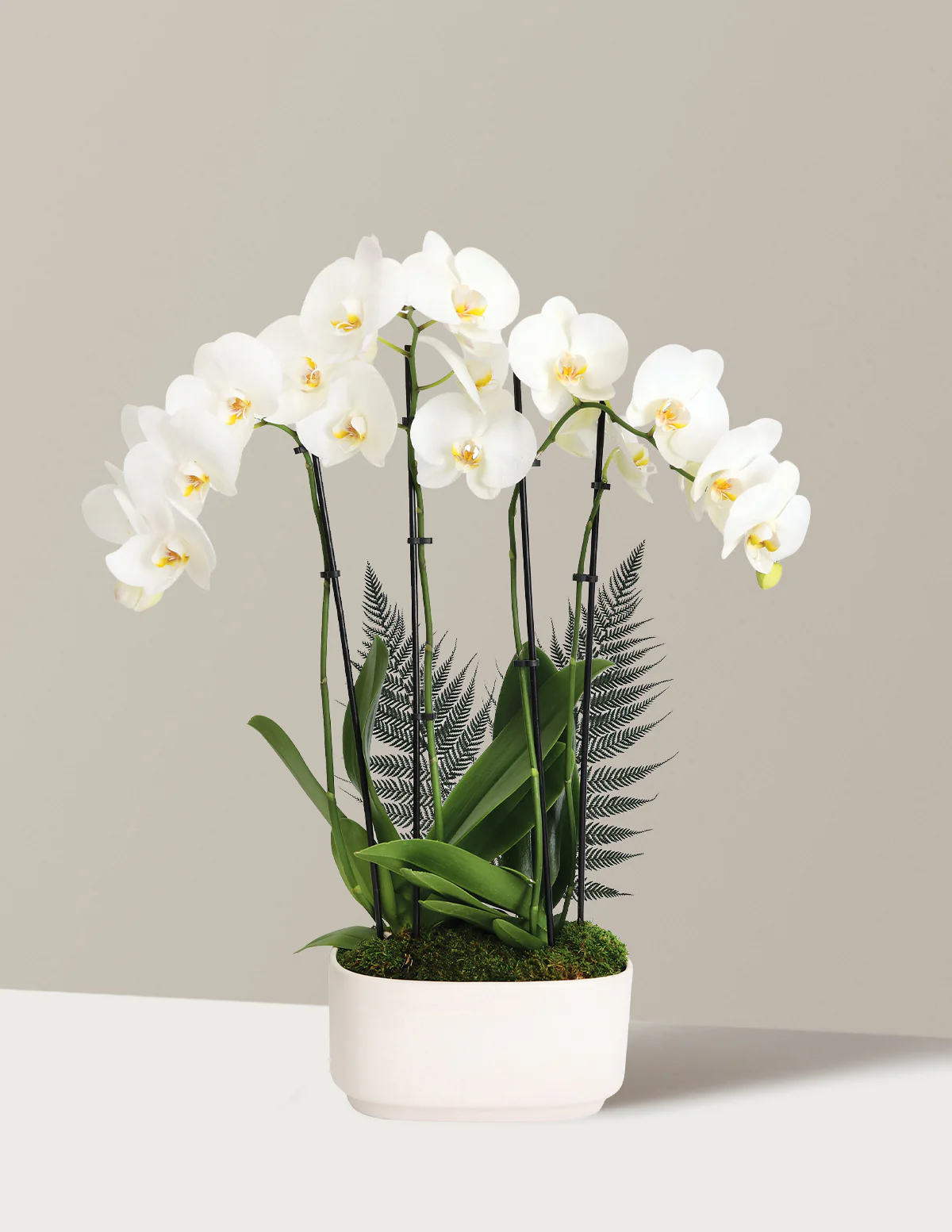 Large Double Orchid - Image 24