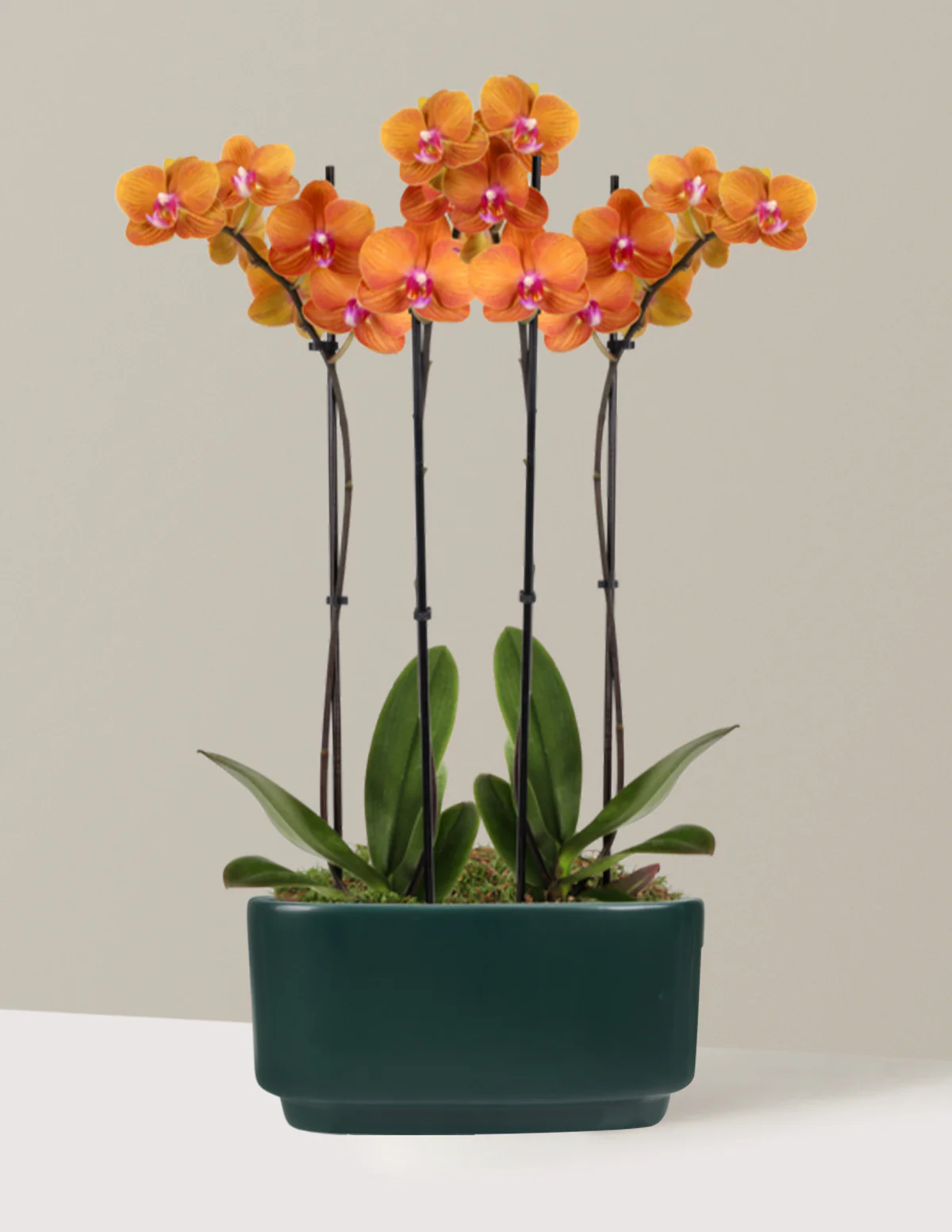 Large Double Orchid - Image 25