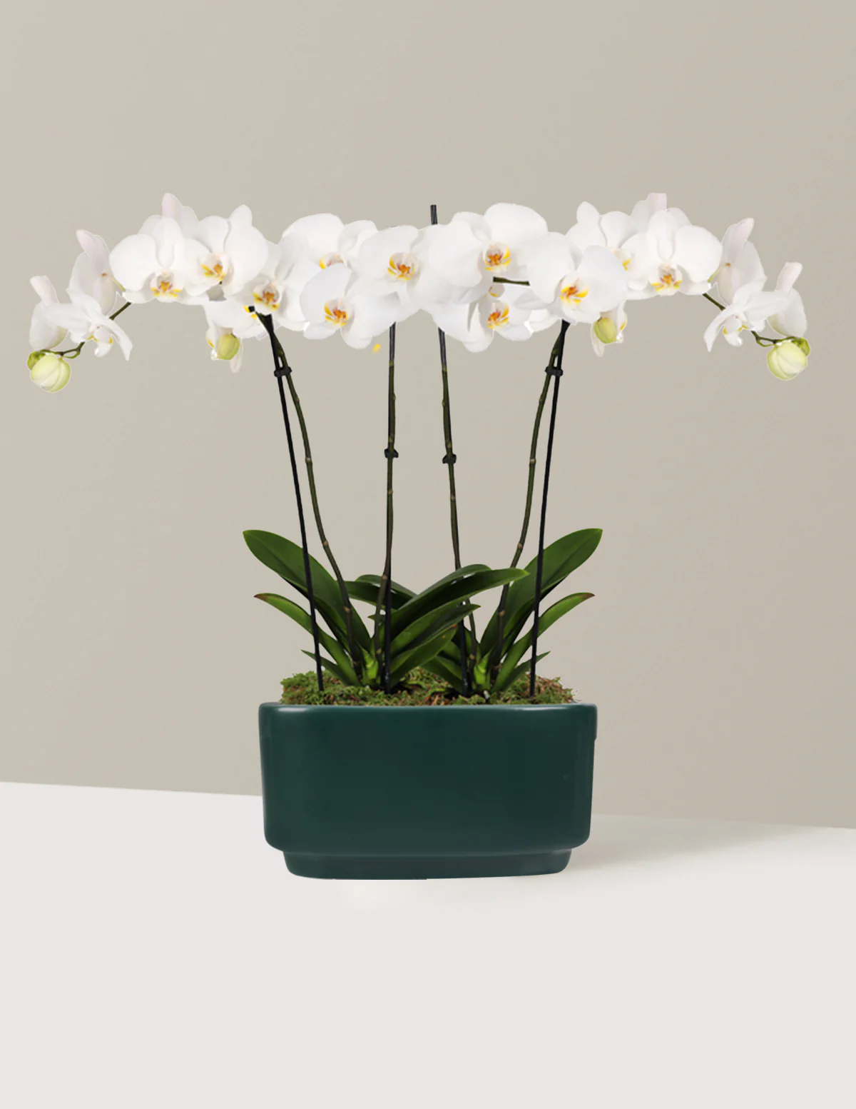 Large Double Orchid - Image 26