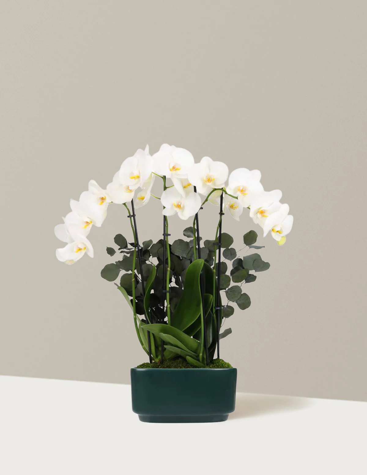 Large Double Orchid - Image 27