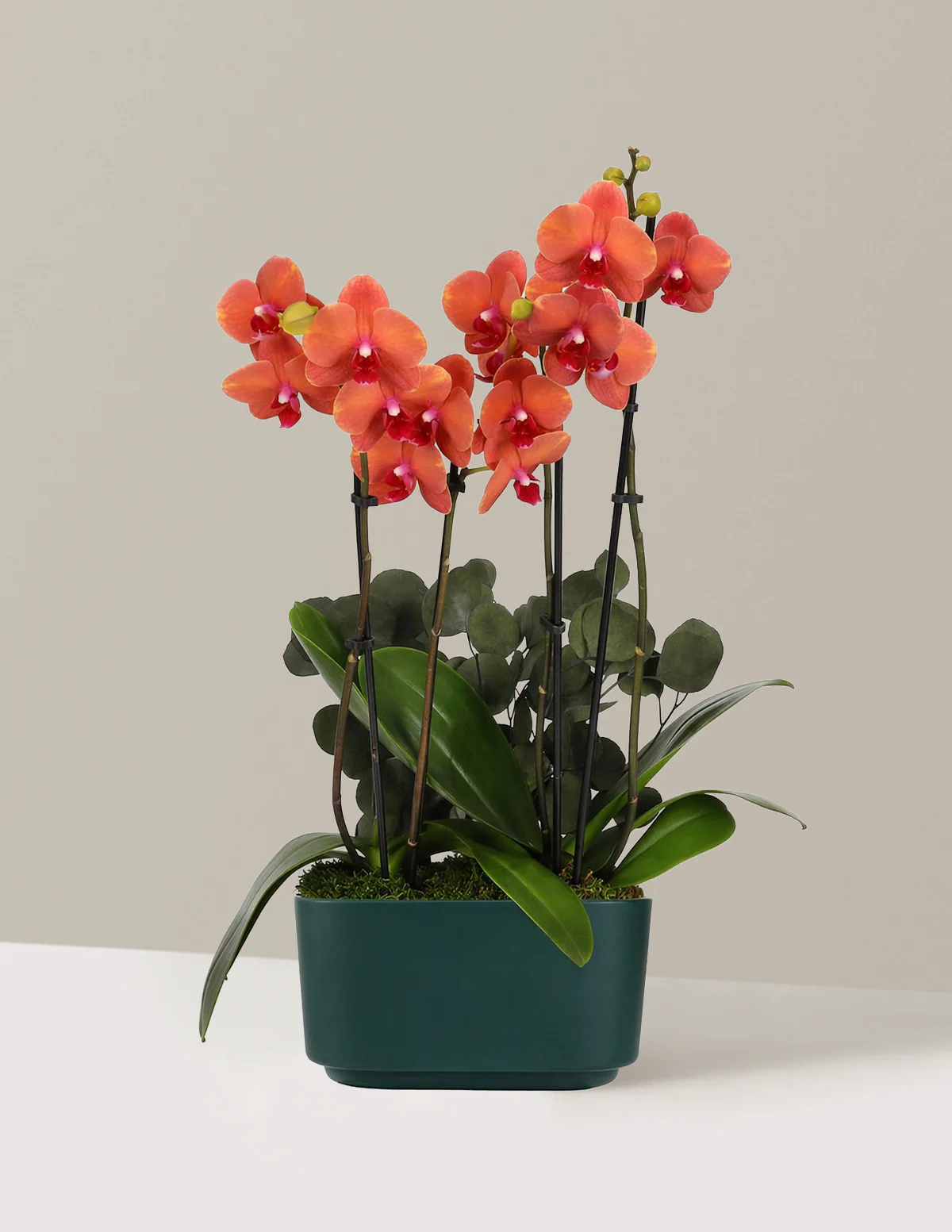 Large Double Orchid - Image 28