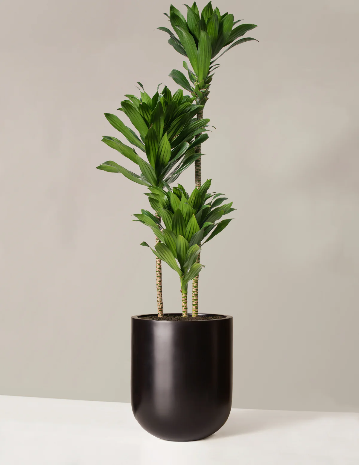 Large Dracaena Compacta Cane - Image 10