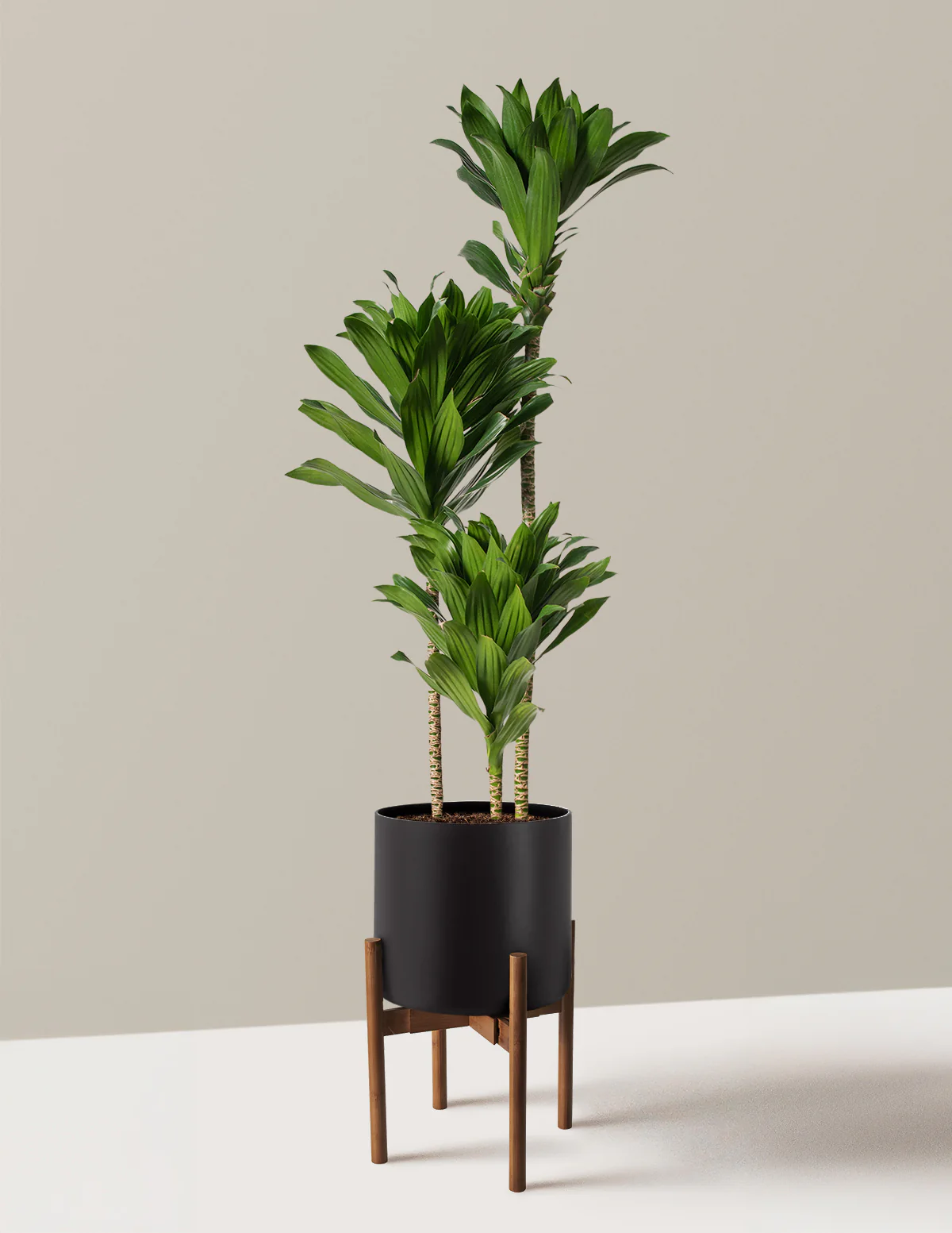 Large Dracaena Compacta Cane - Image 11