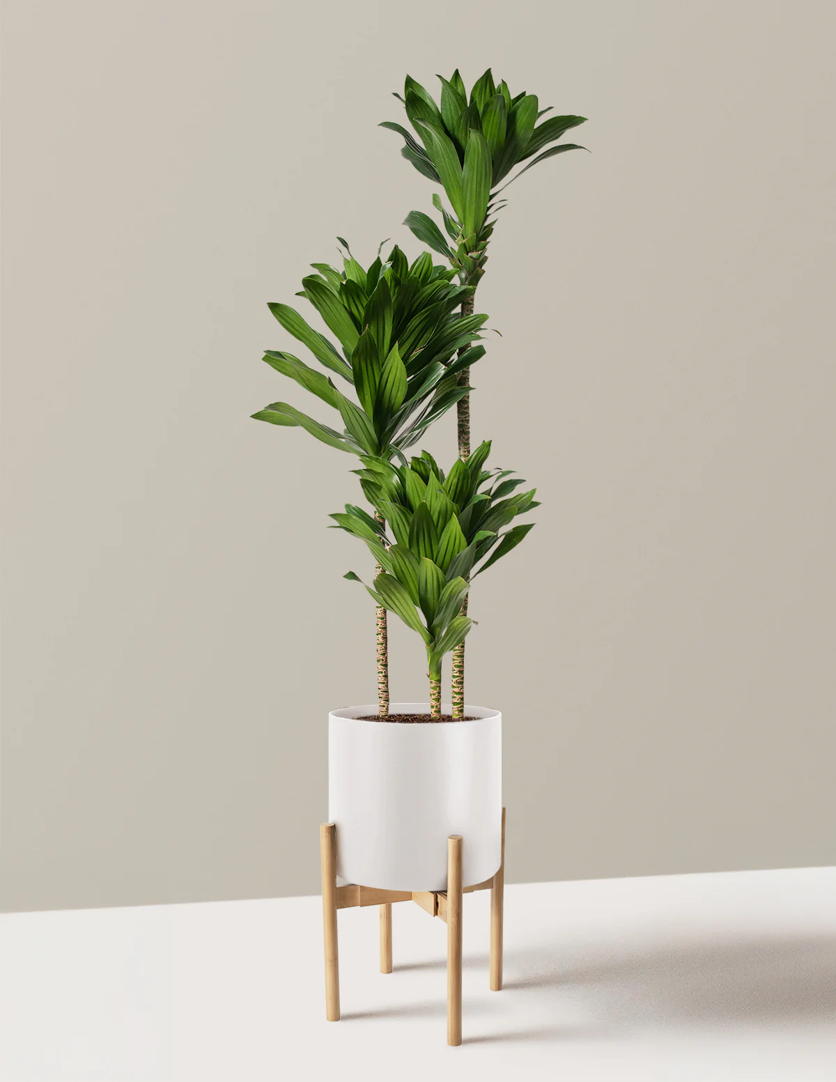 Large Dracaena Compacta Cane - Image 12