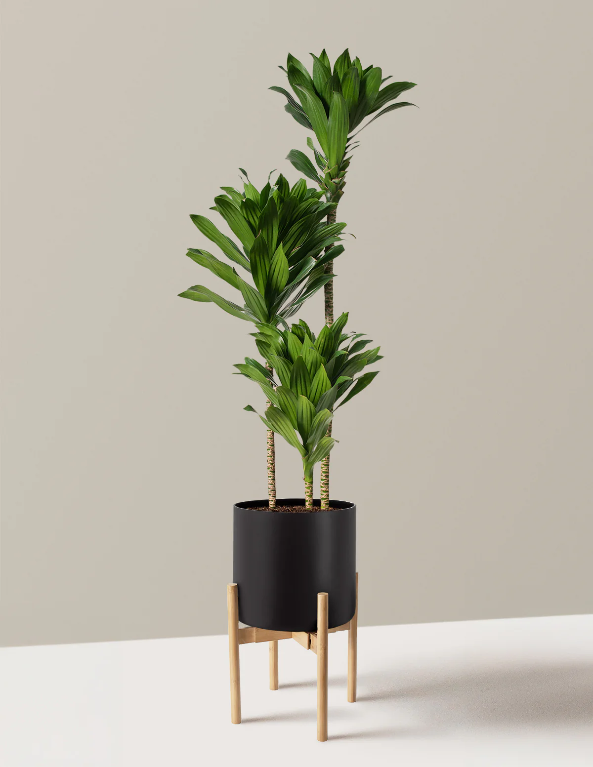 Large Dracaena Compacta Cane - Image 13
