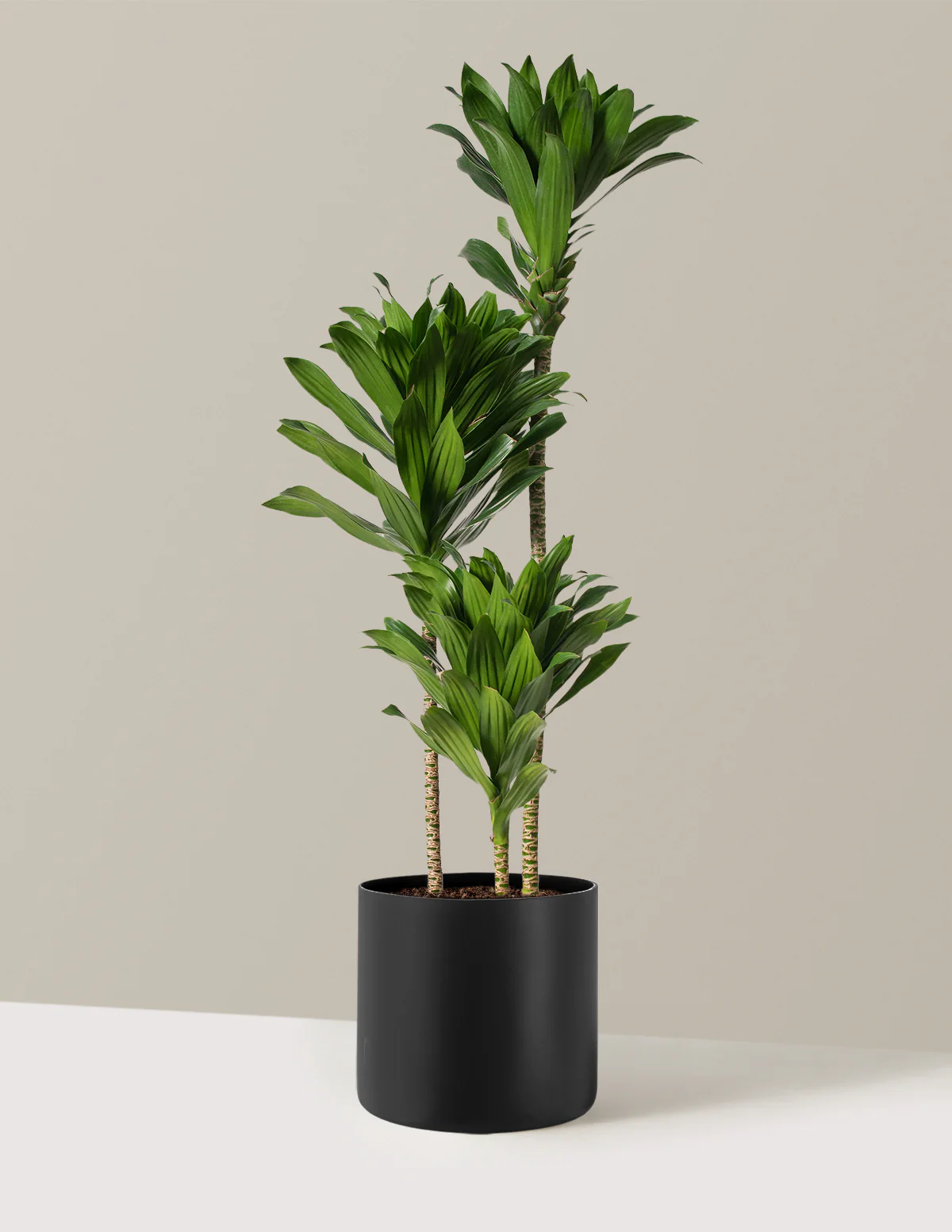 Large Dracaena Compacta Cane - Image 14