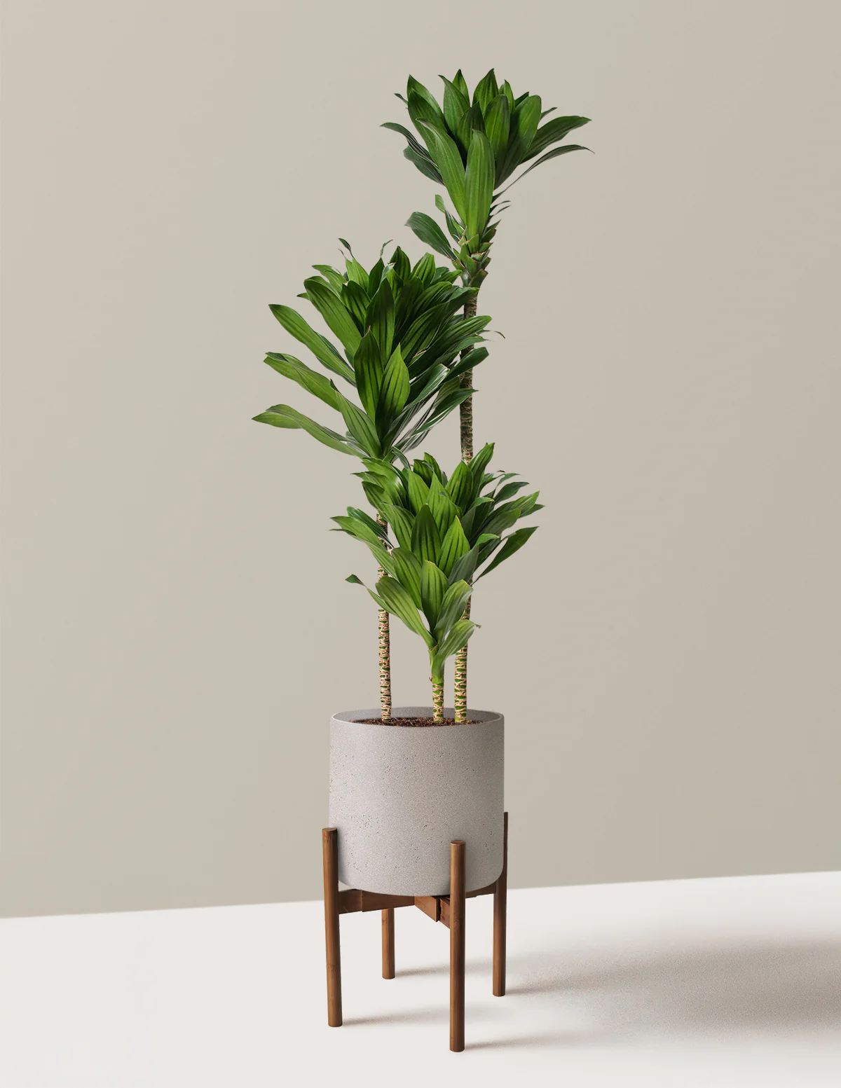 Large Dracaena Compacta Cane - Image 15