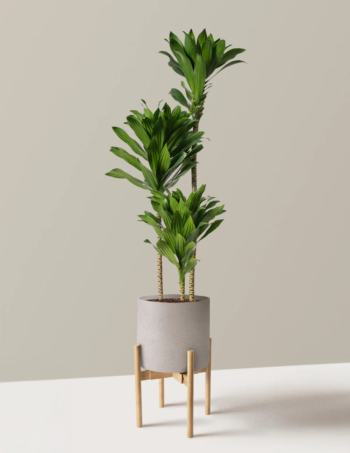 Large Dracaena Compacta Cane - Image 16