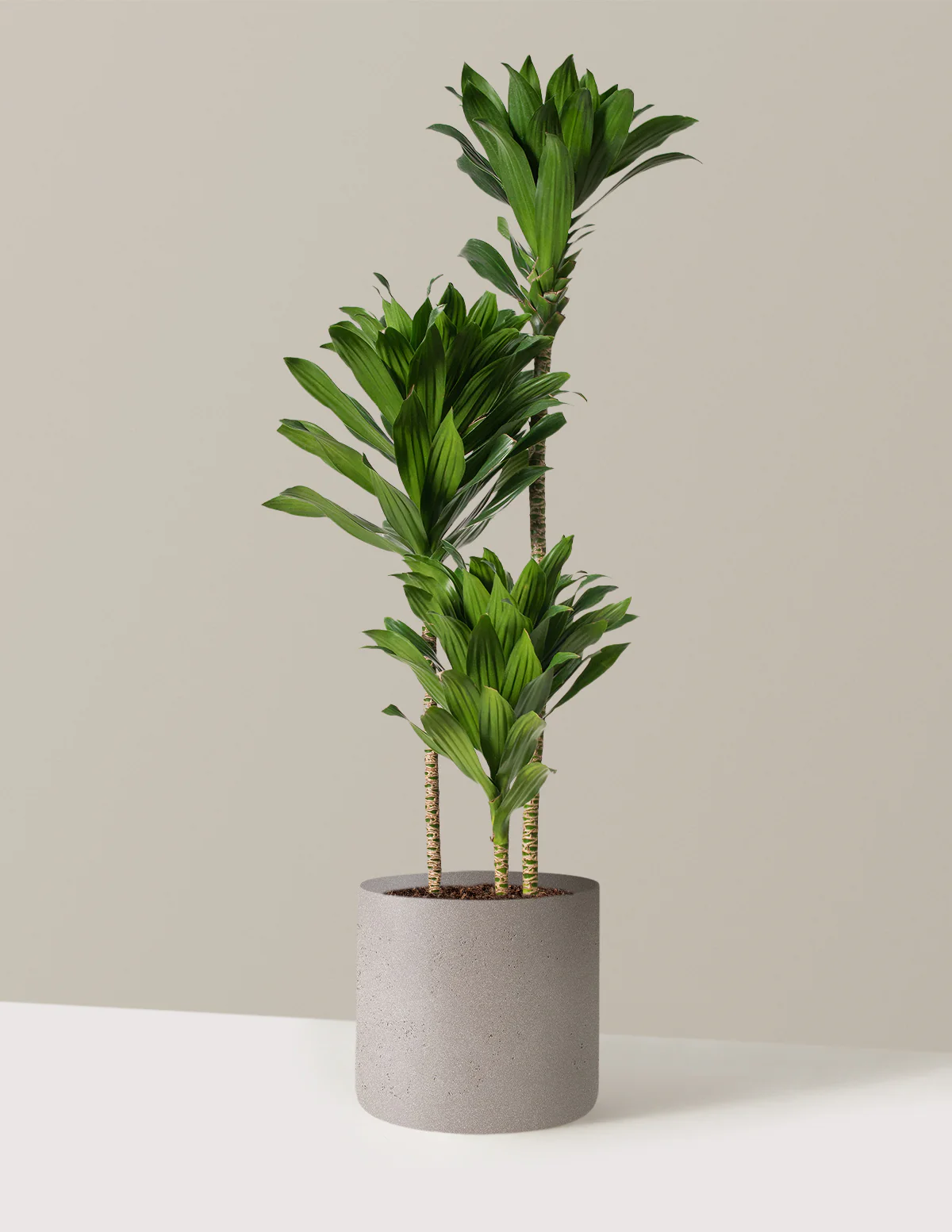 Large Dracaena Compacta Cane - Image 17