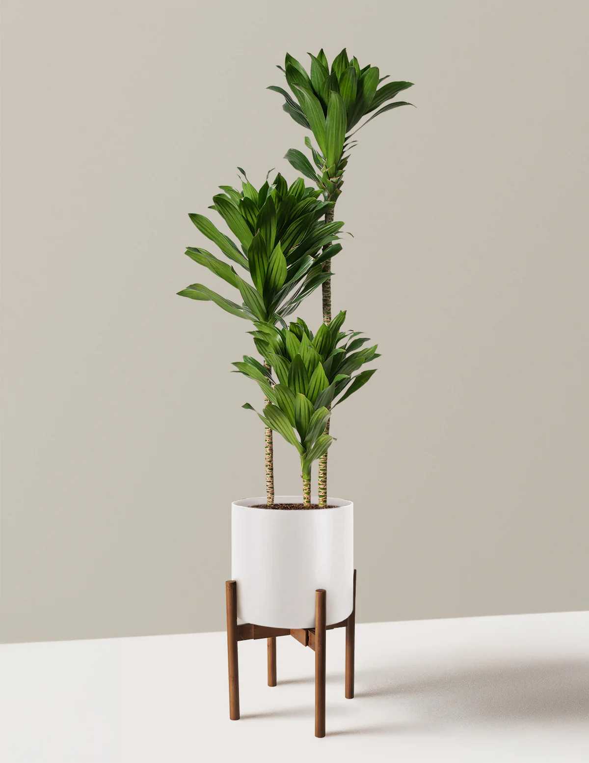 Large Dracaena Compacta Cane - Image 18