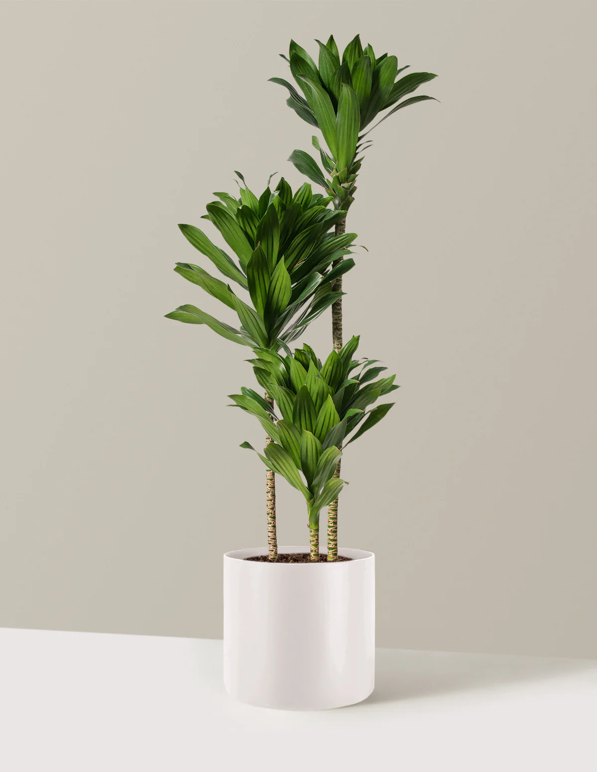 Large Dracaena Compacta Cane - Image 19