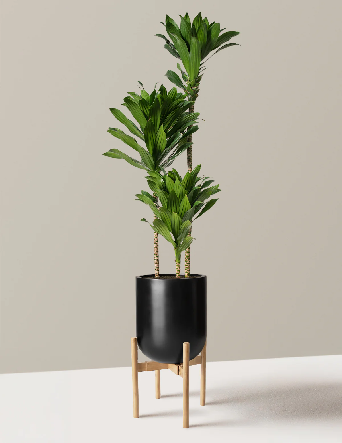 Large Dracaena Compacta Cane - Image 20