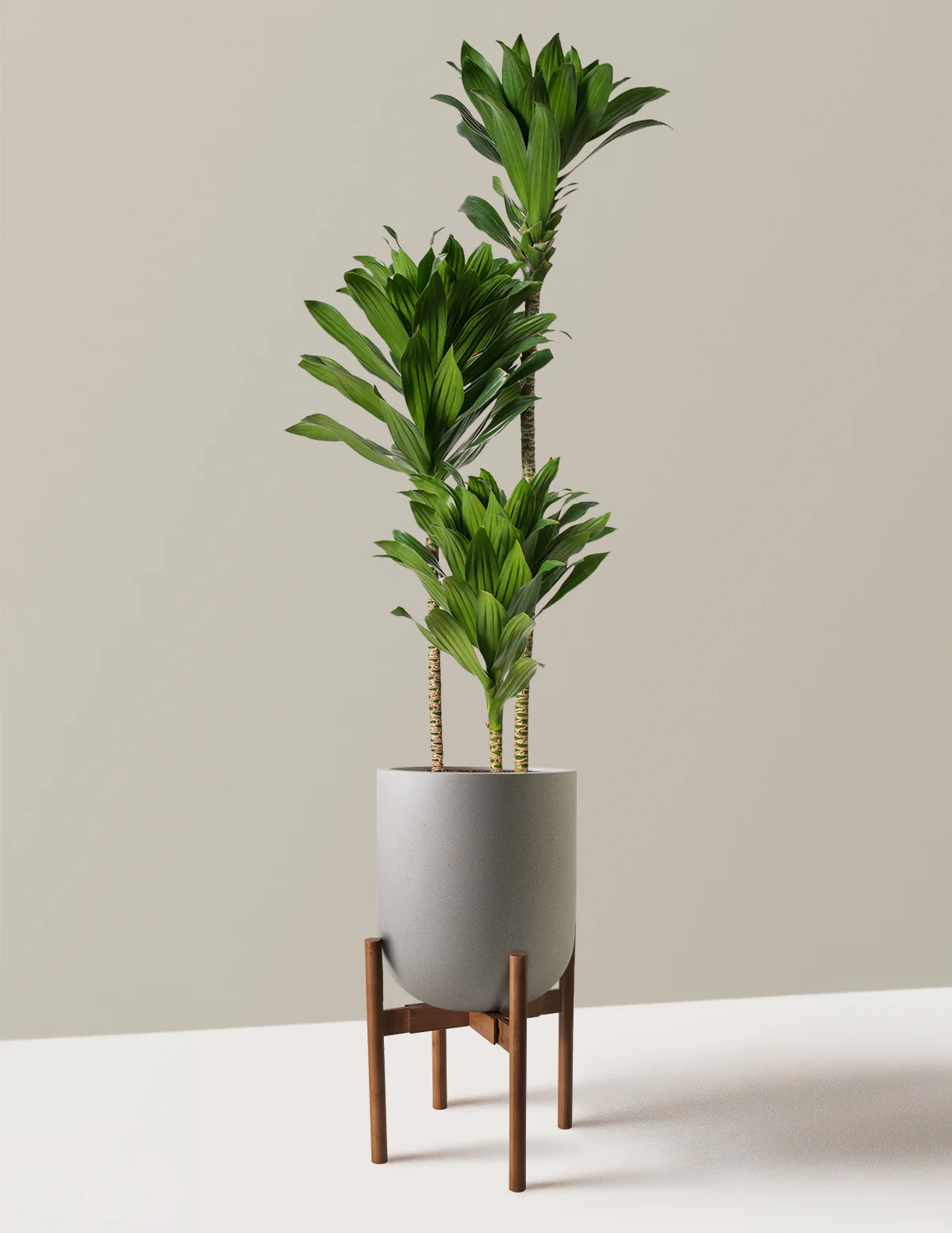 Large Dracaena Compacta Cane - Image 21