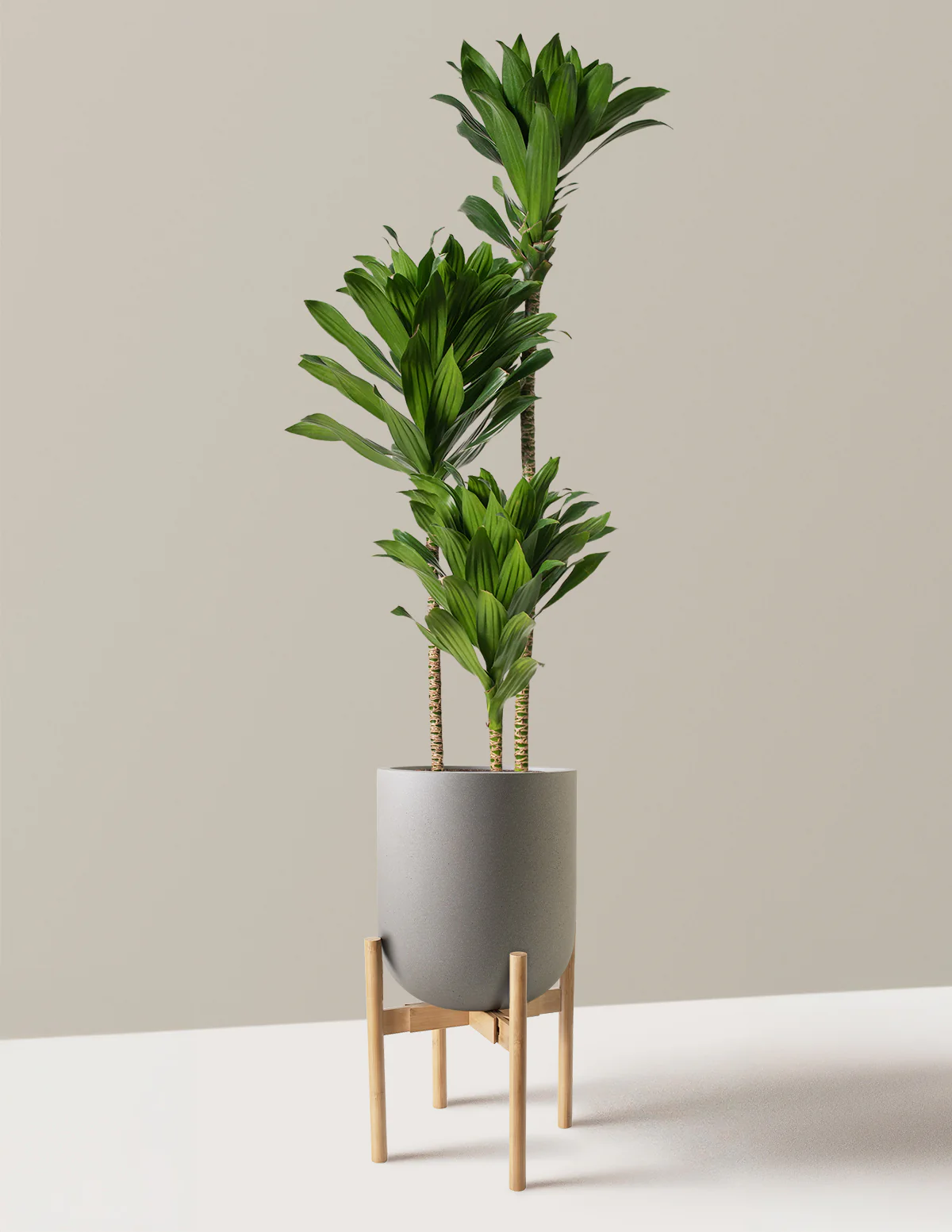 Large Dracaena Compacta Cane - Image 22