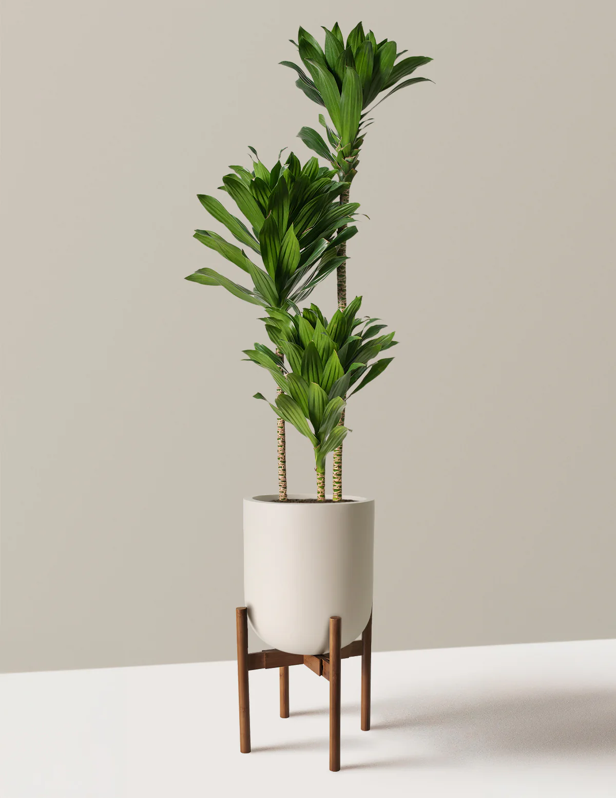 Large Dracaena Compacta Cane - Image 23